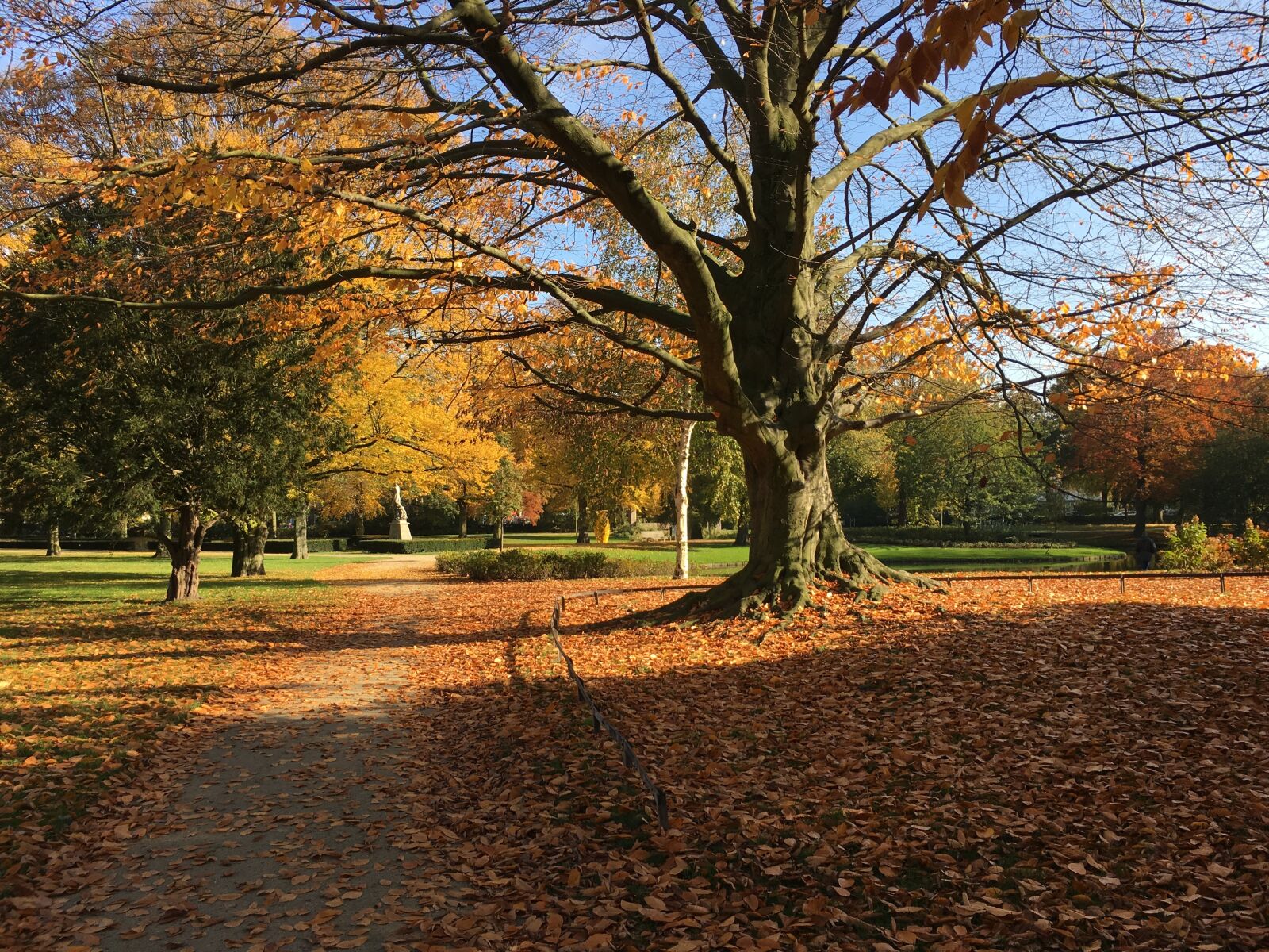 Apple iPhone 6s sample photo. Autumn, leaves, tree photography