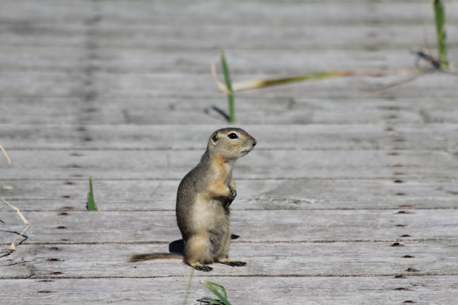 Canon EF 70-300mm F4-5.6 IS USM sample photo. Wildlife, animal, nature photography