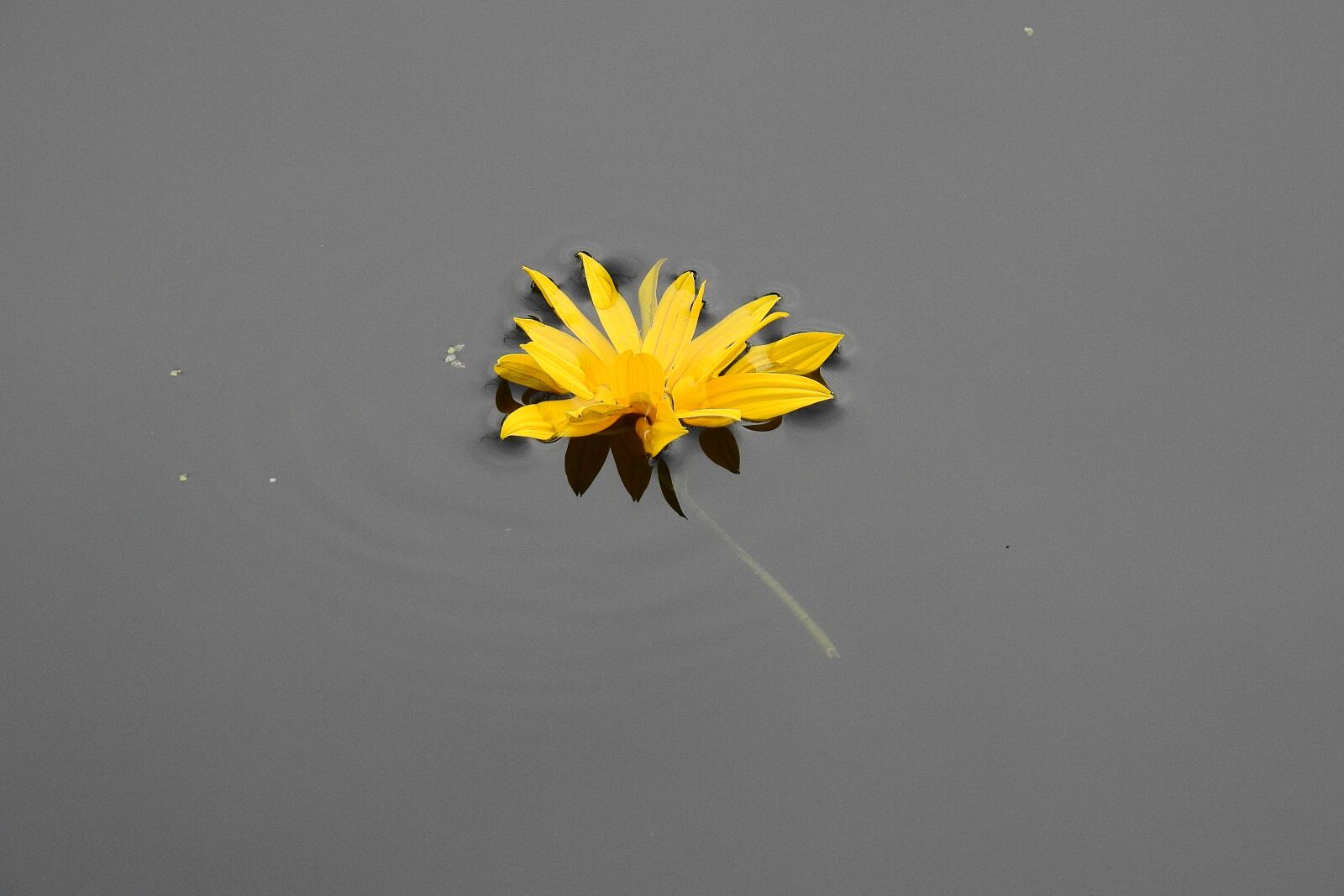 Nikon Coolpix P900 sample photo. Flower on the water photography