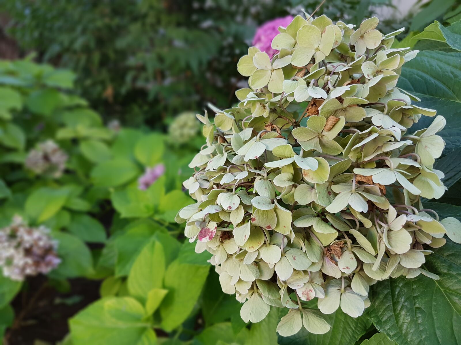 Samsung Galaxy S7 Edge sample photo