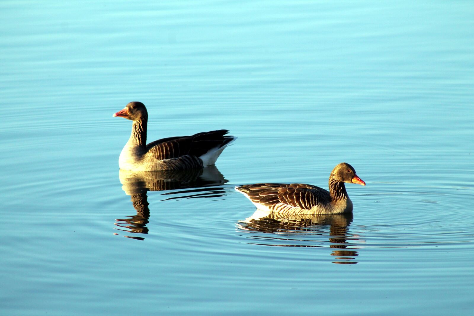 Canon EOS 1100D (EOS Rebel T3 / EOS Kiss X50) + EF75-300mm f/4-5.6 sample photo. Geese, lake, beautiful photography