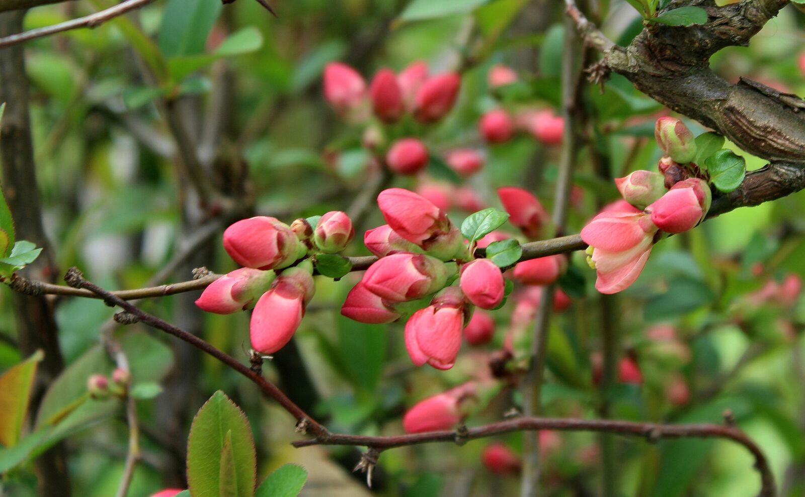 Canon EOS 1200D (EOS Rebel T5 / EOS Kiss X70 / EOS Hi) sample photo. Bush, flowering, chaenomeles photography