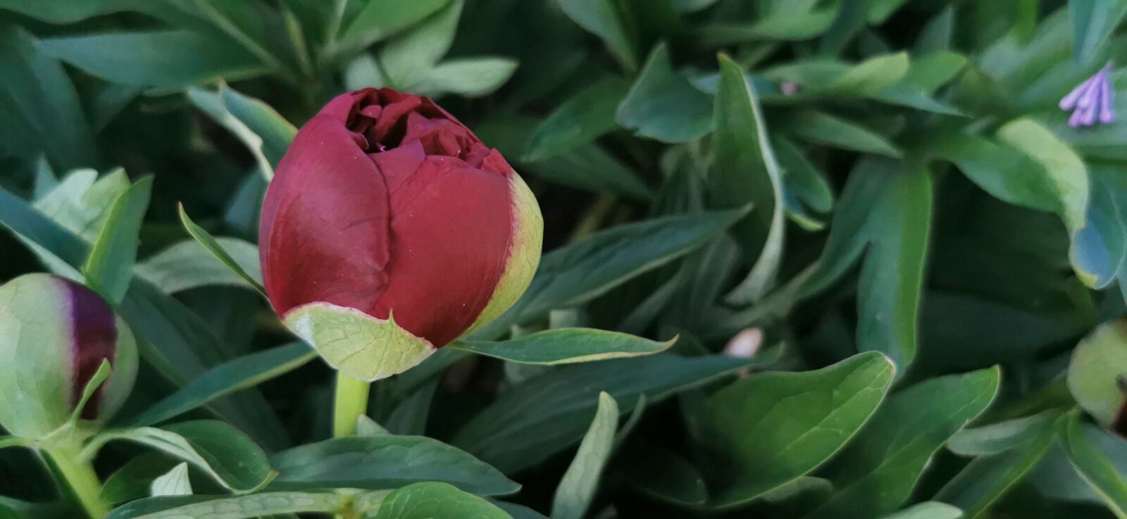 HUAWEI P30 Pro sample photo. Peony, bud, flower photography