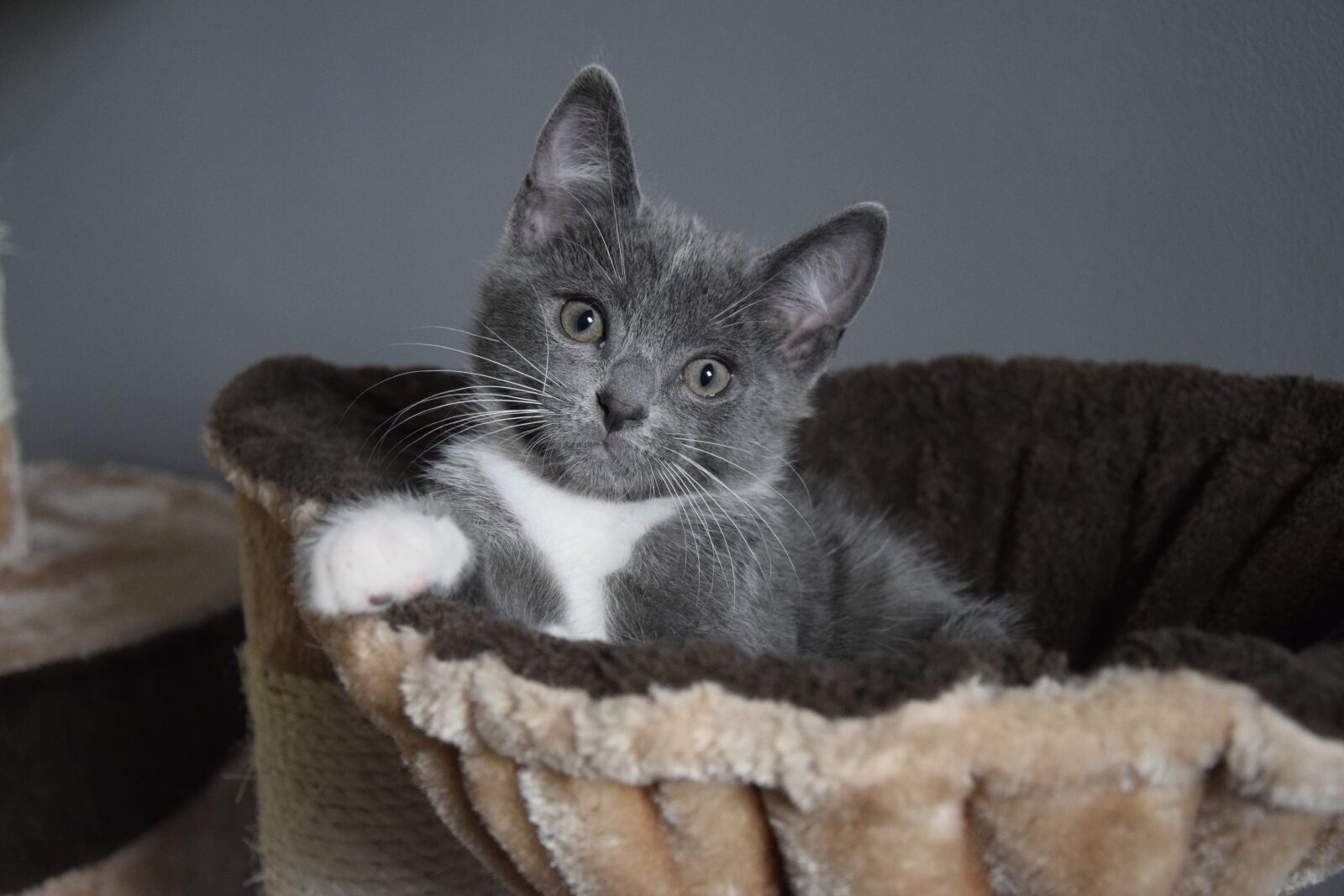 Nikon D5300 sample photo. Kitten, grey, cute photography