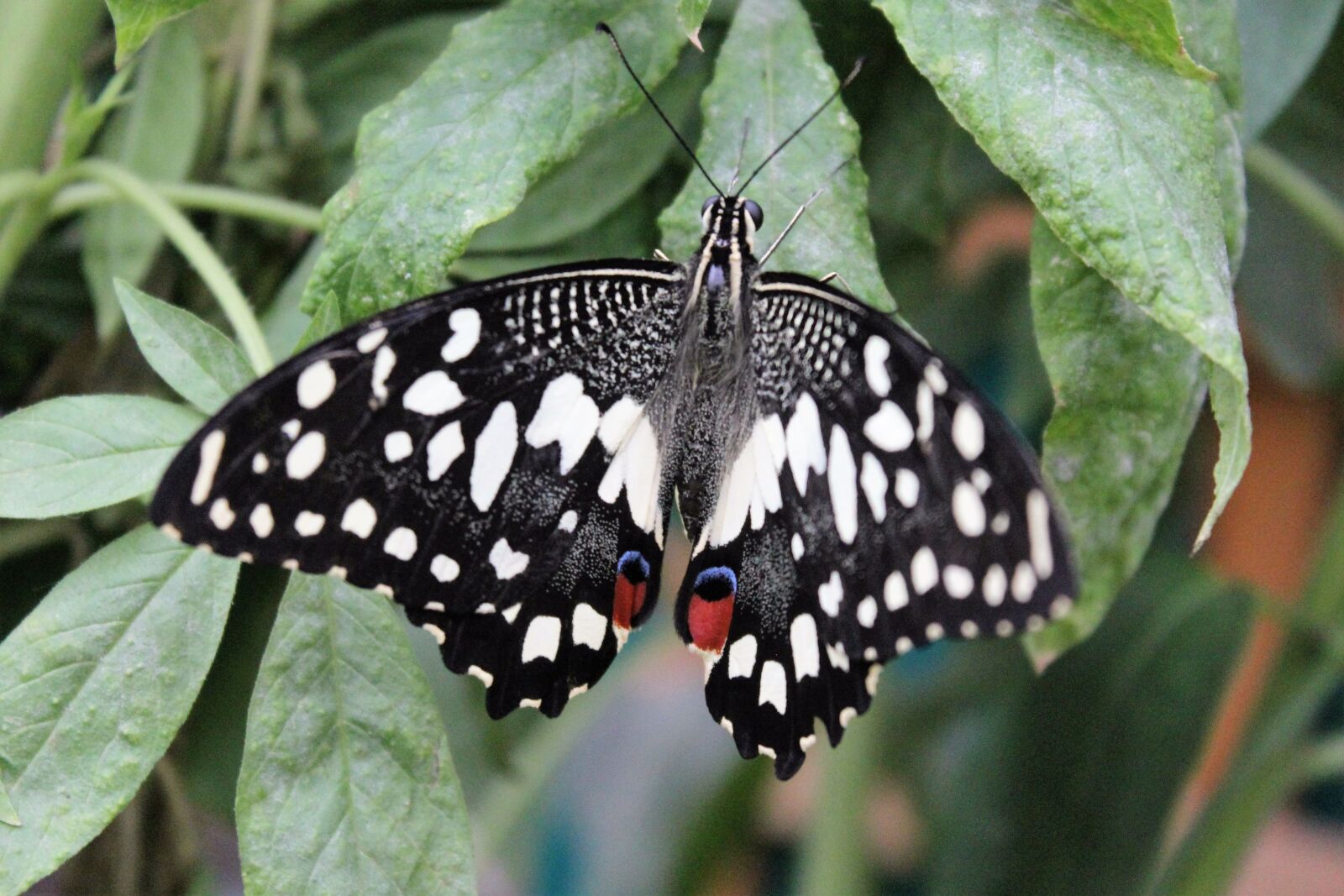 Canon EOS 1200D (EOS Rebel T5 / EOS Kiss X70 / EOS Hi) sample photo. Butterfly, nature, garden photography