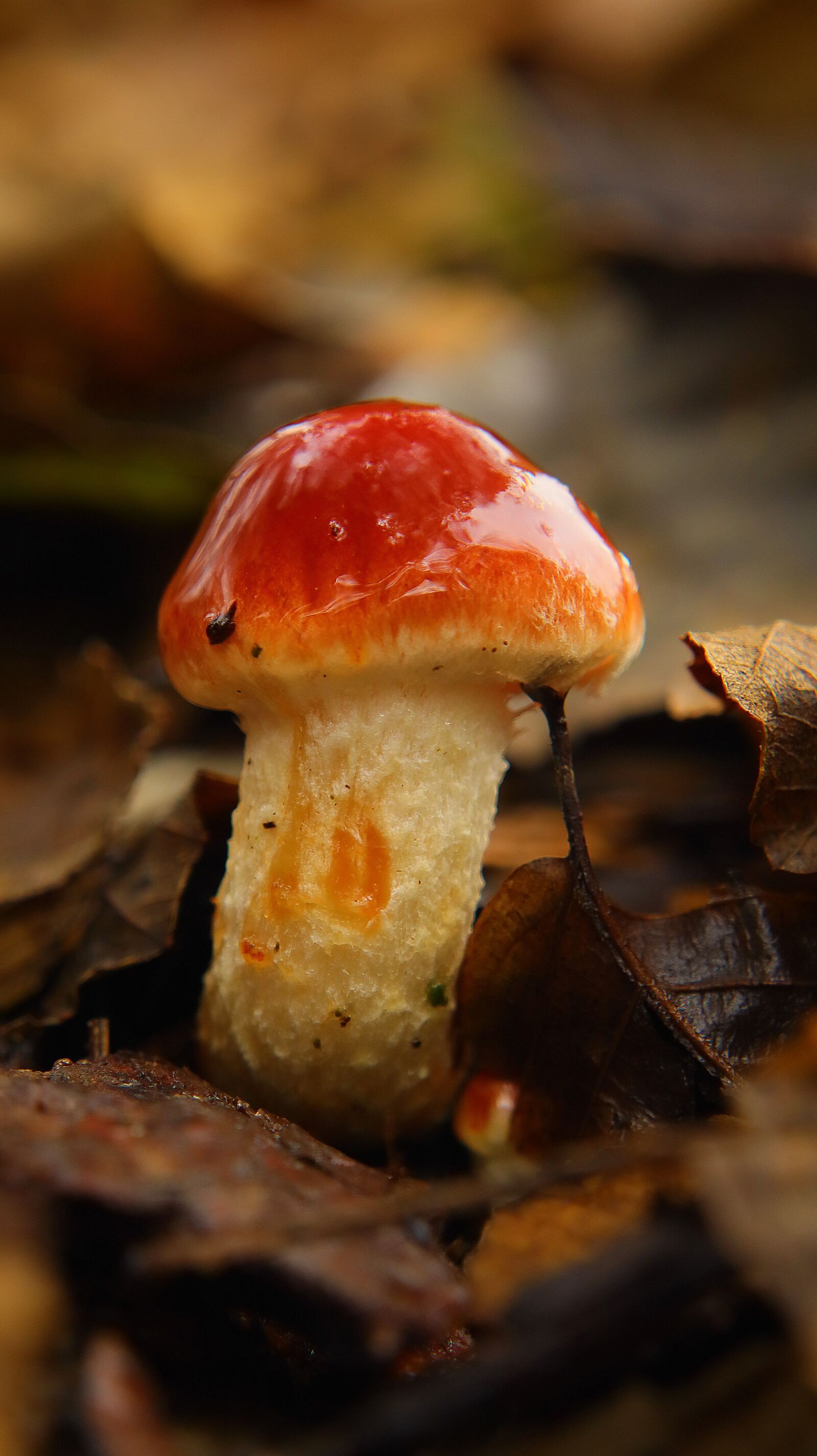 Canon EF-M 15-45mm F3.5-6.3 IS STM sample photo. Mushroom, forest, nature photography