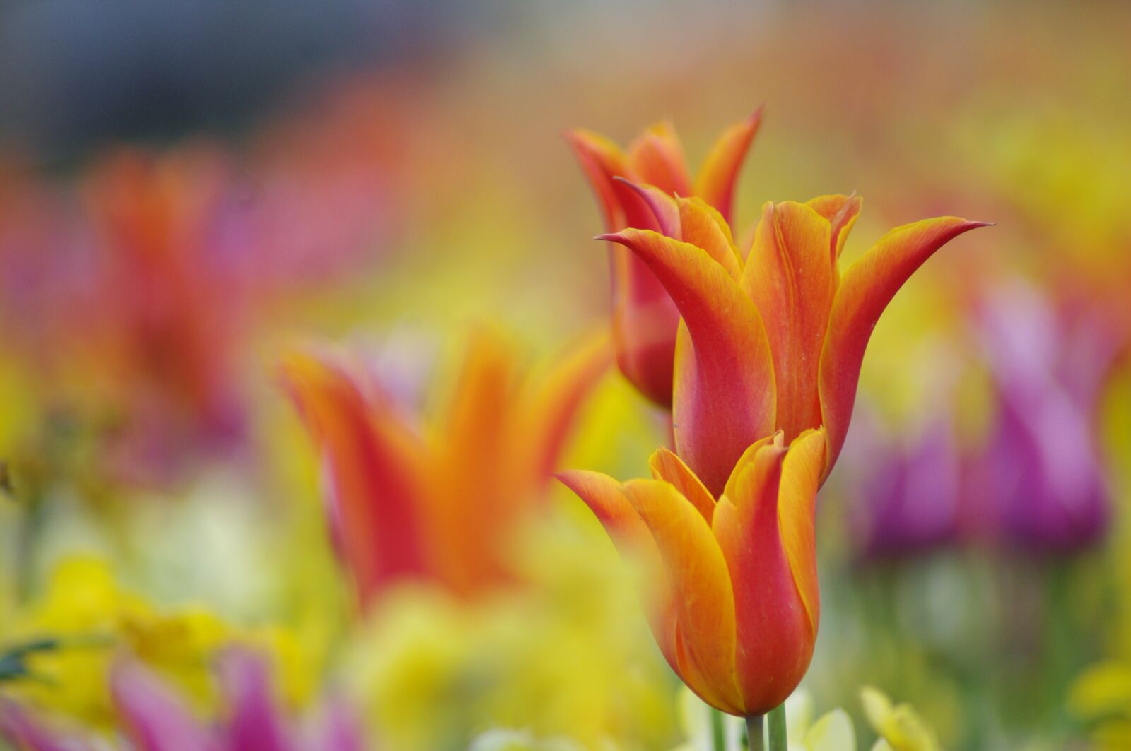 Pentax K-x sample photo. Flower, tulip, spring photography