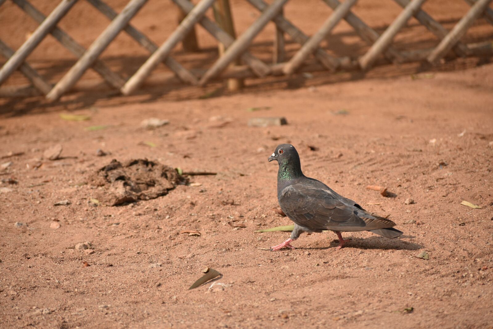 Nikon D7200 sample photo. Animals, birds, pigeon photography