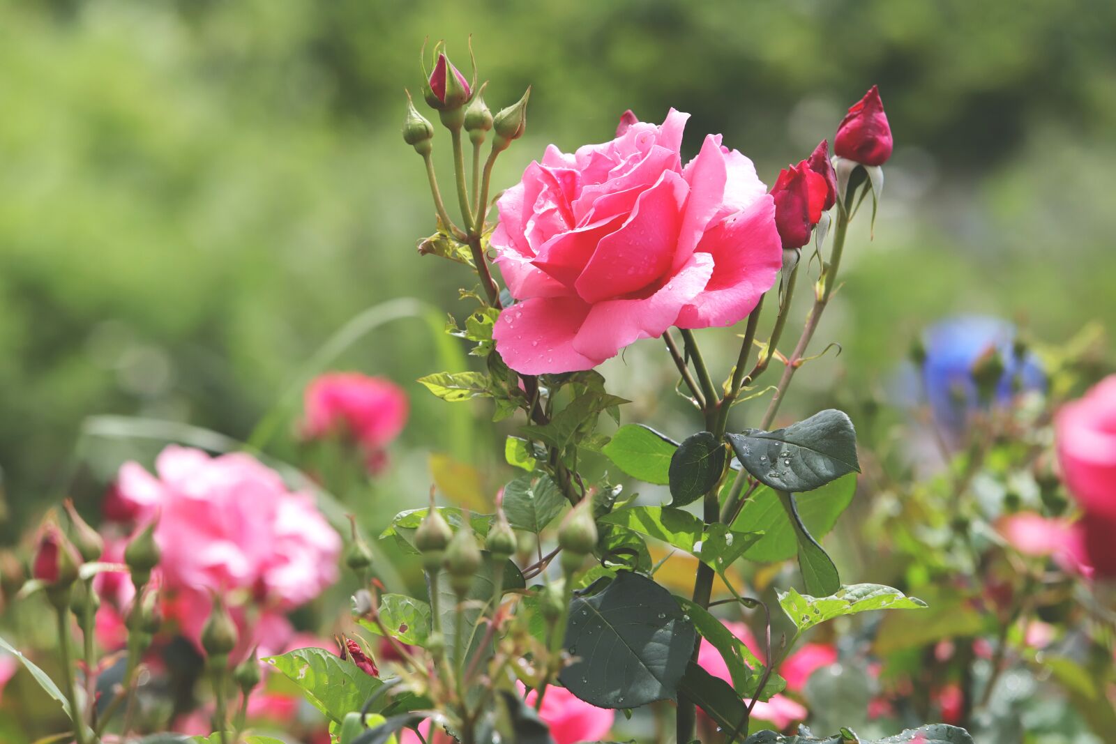 Canon EOS 6D Mark II + Canon EF 70-200mm F2.8L USM sample photo. Rose, flowers, love photography