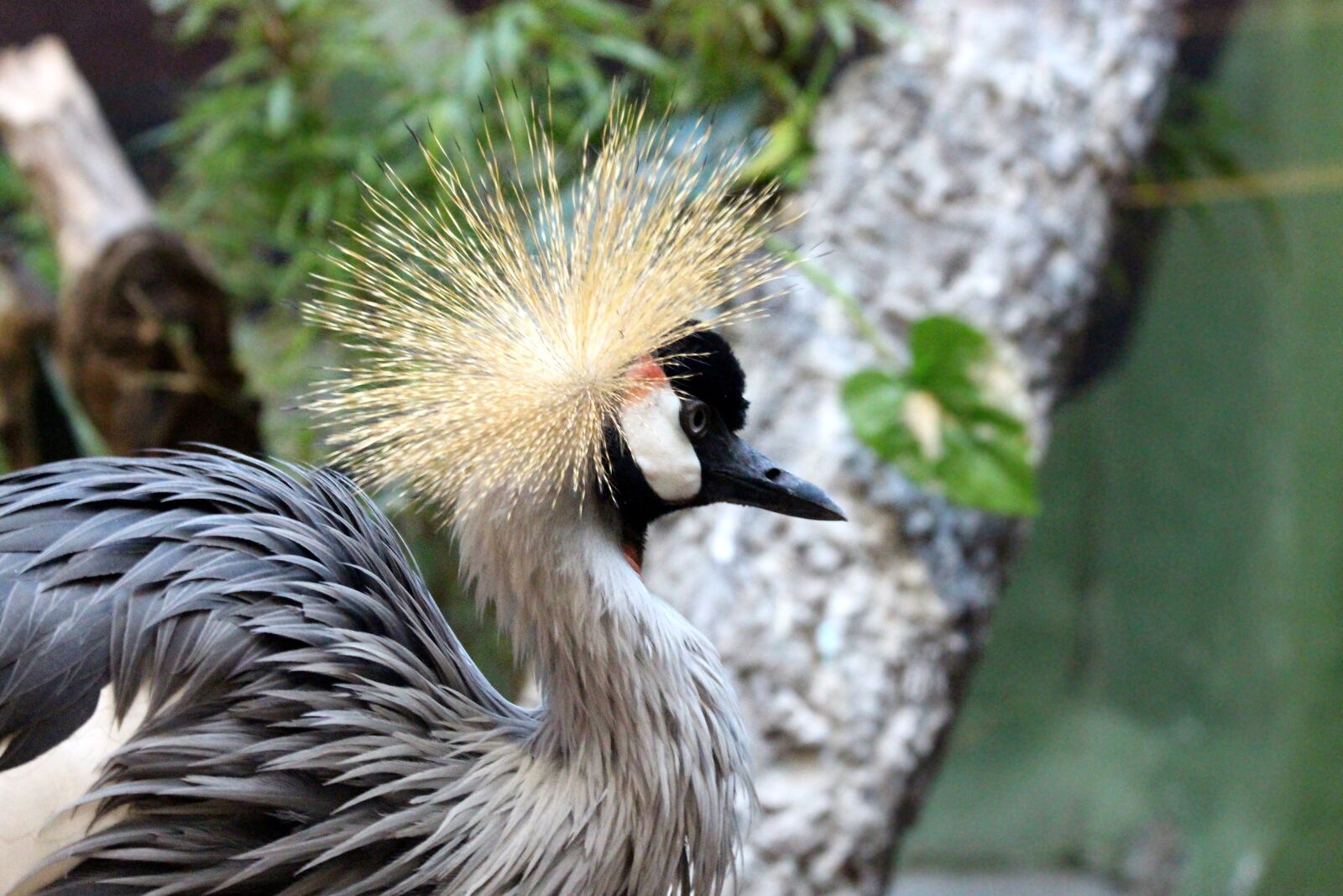 Canon EOS 650D (EOS Rebel T4i / EOS Kiss X6i) sample photo. Crane, bird, crowned crane photography