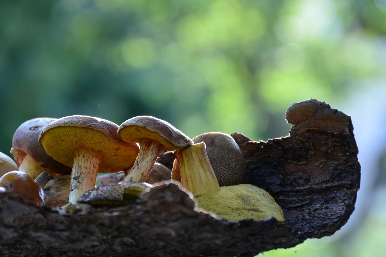 Nikon D7100 sample photo. Mushrooms, forest, nature photography
