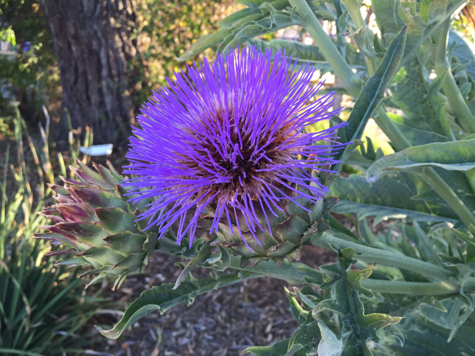 Apple iPhone 6 sample photo. Flowers, nature, spring photography