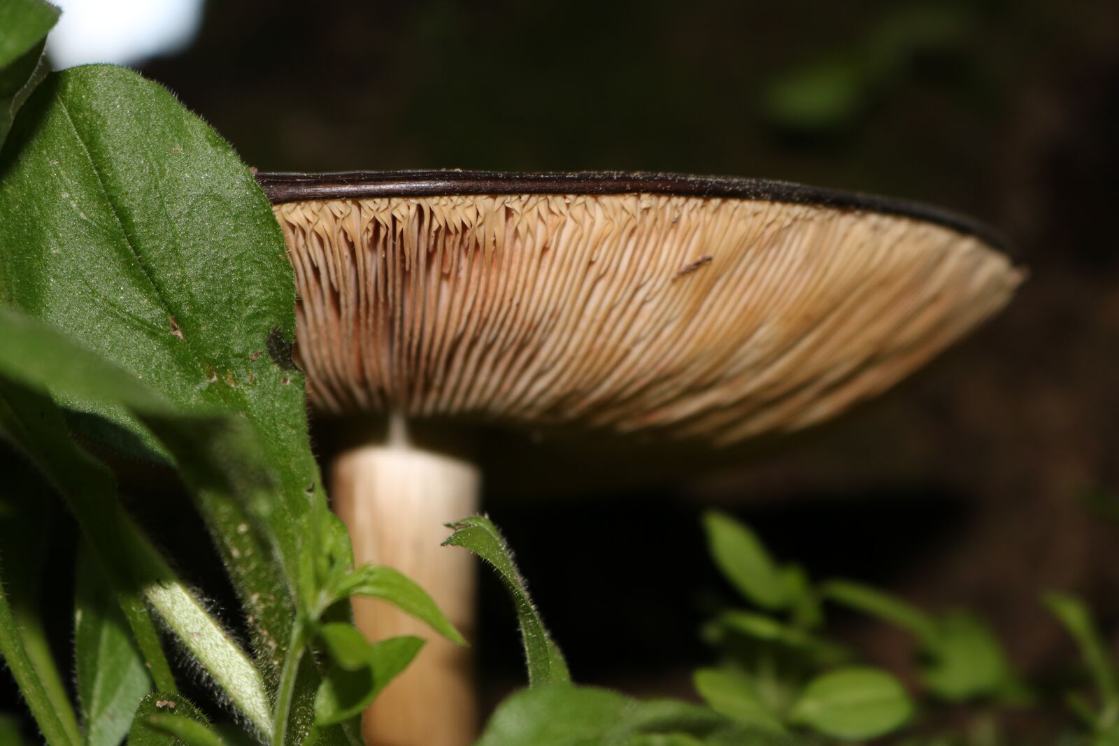 Canon EOS 750D (EOS Rebel T6i / EOS Kiss X8i) sample photo. Mushroom, nature, close up photography