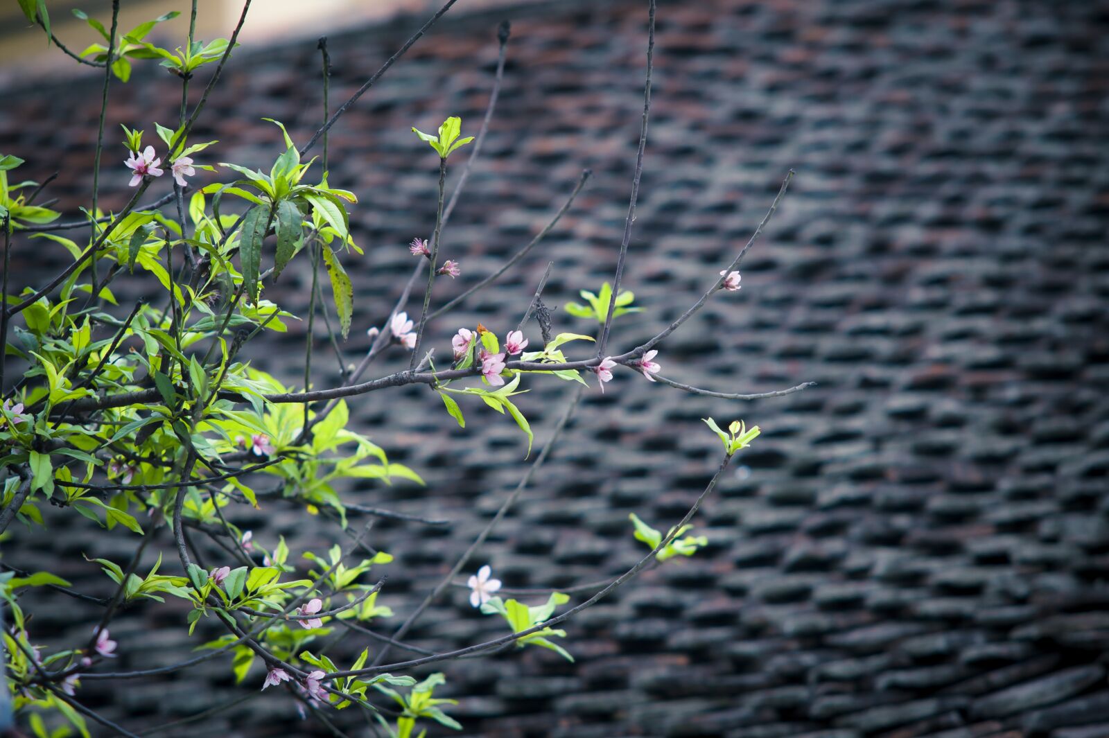 Nikon D700 sample photo. Spring, flowers, pink photography