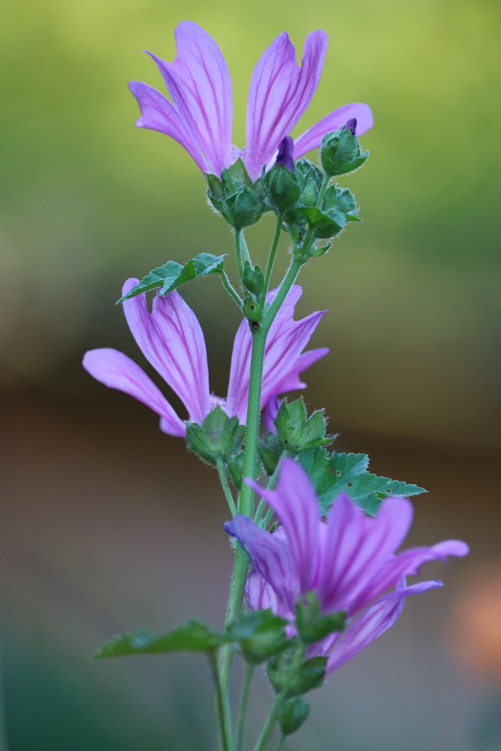 Canon EOS 750D (EOS Rebel T6i / EOS Kiss X8i) + Canon EF-S 55-250mm F4-5.6 IS STM sample photo. Wild flowers, purple, flower photography