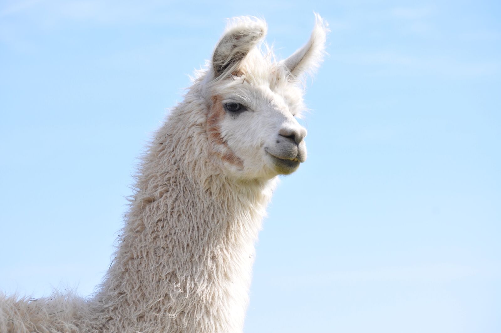 Nikon D5000 sample photo. Lama, alpaca, hairy photography
