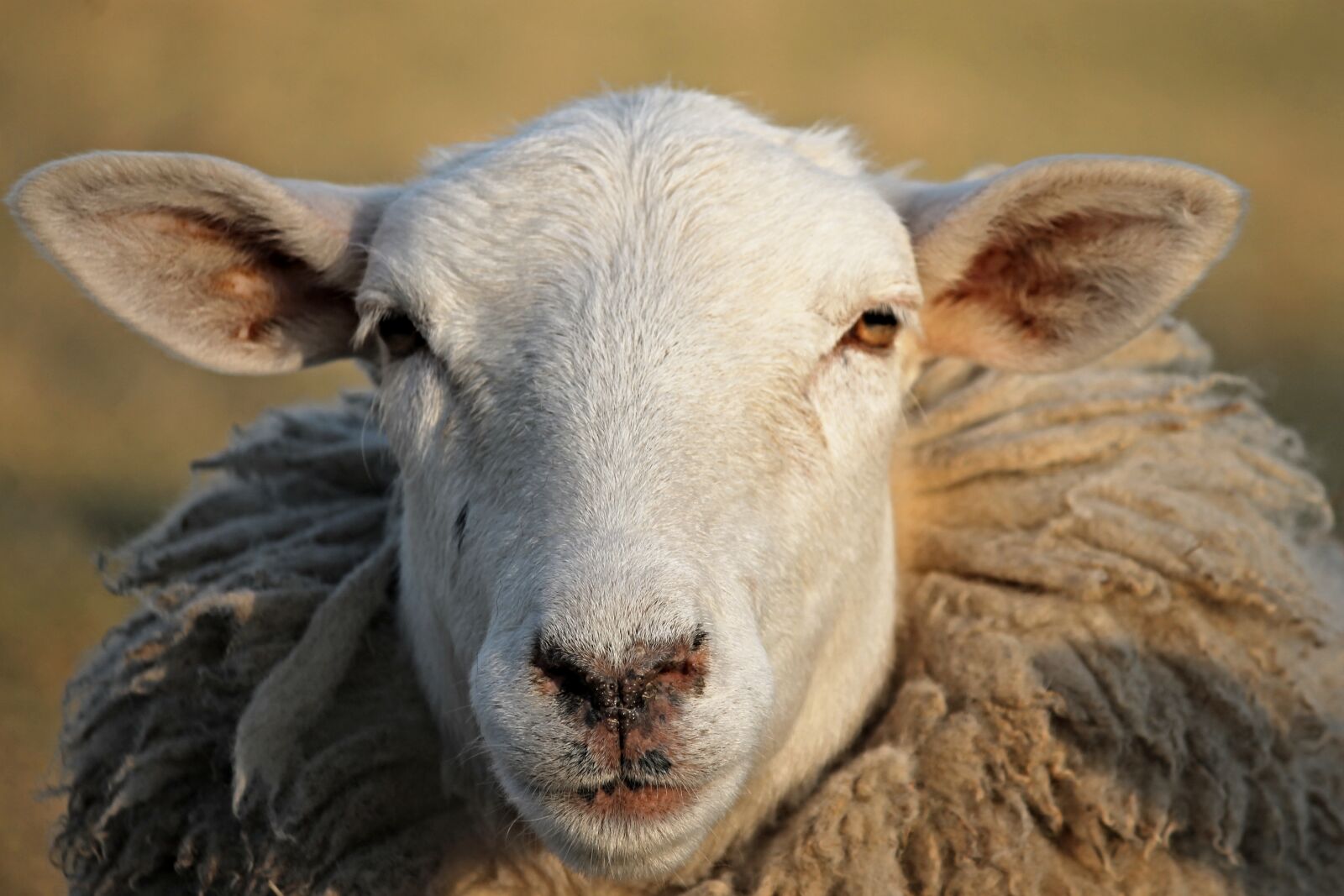 Canon EOS 1100D (EOS Rebel T3 / EOS Kiss X50) sample photo. Sheep, livestock, head photography