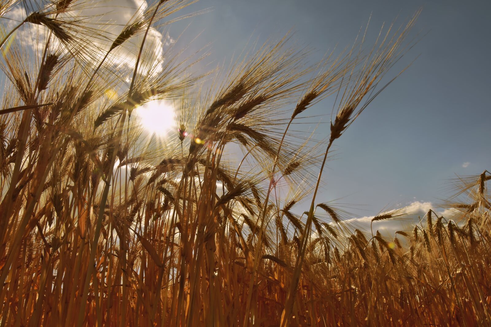 Nikon D5600 sample photo. Cereals, cornfield, barley photography
