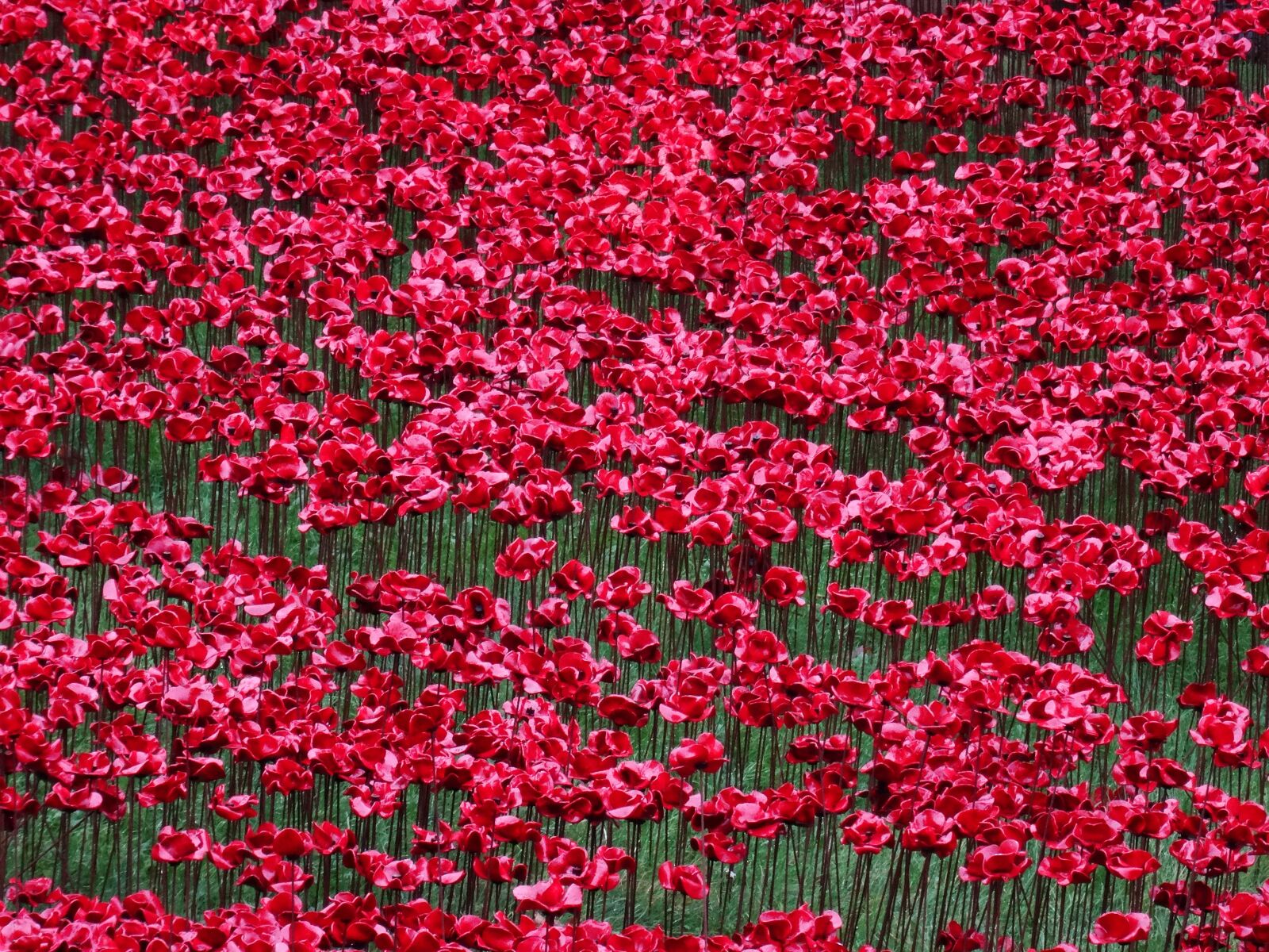 Sony DSC-HX50 sample photo. Poppies, world war i photography