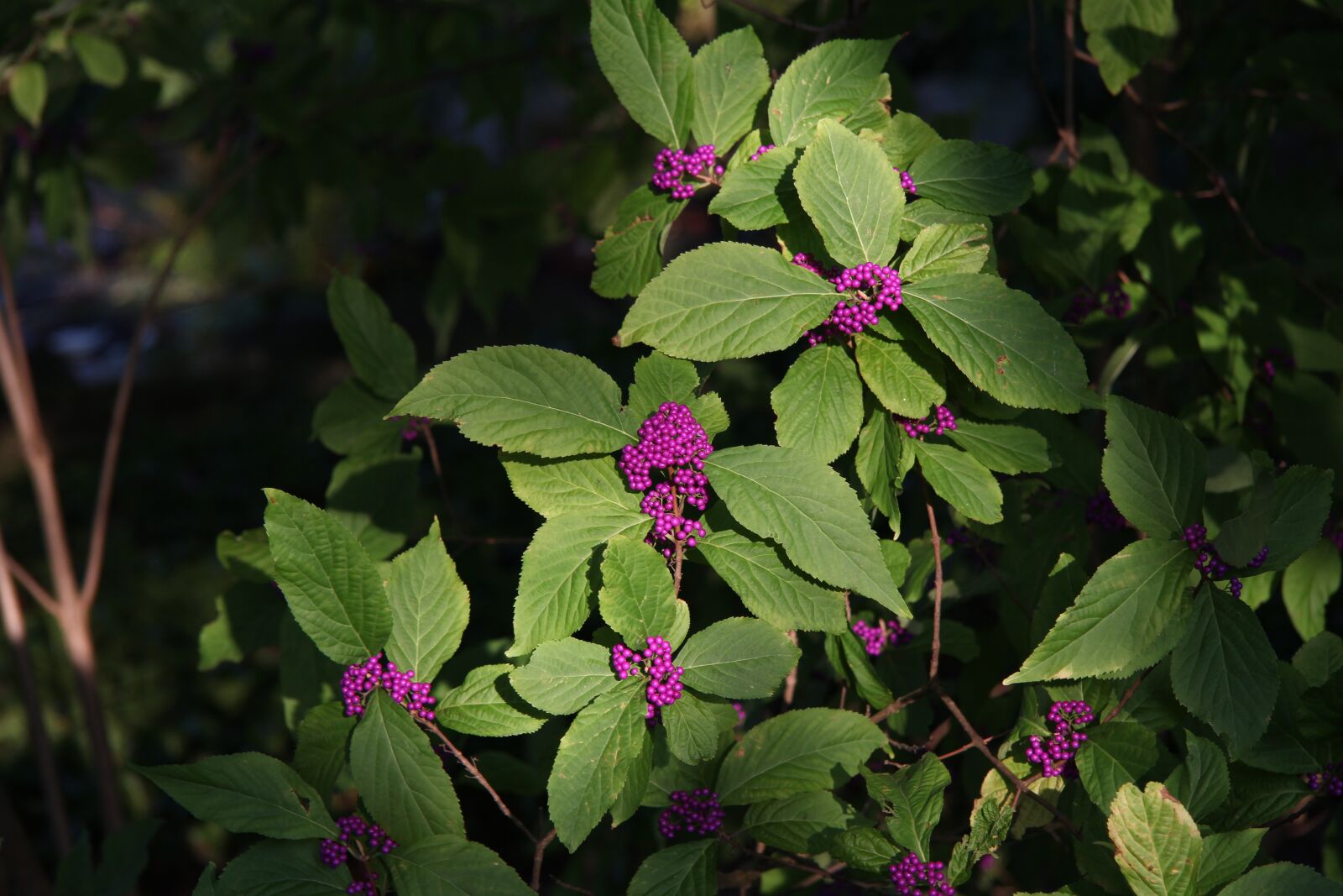 Canon EF-S 17-85mm F4-5.6 IS USM sample photo. Plant, color, park photography