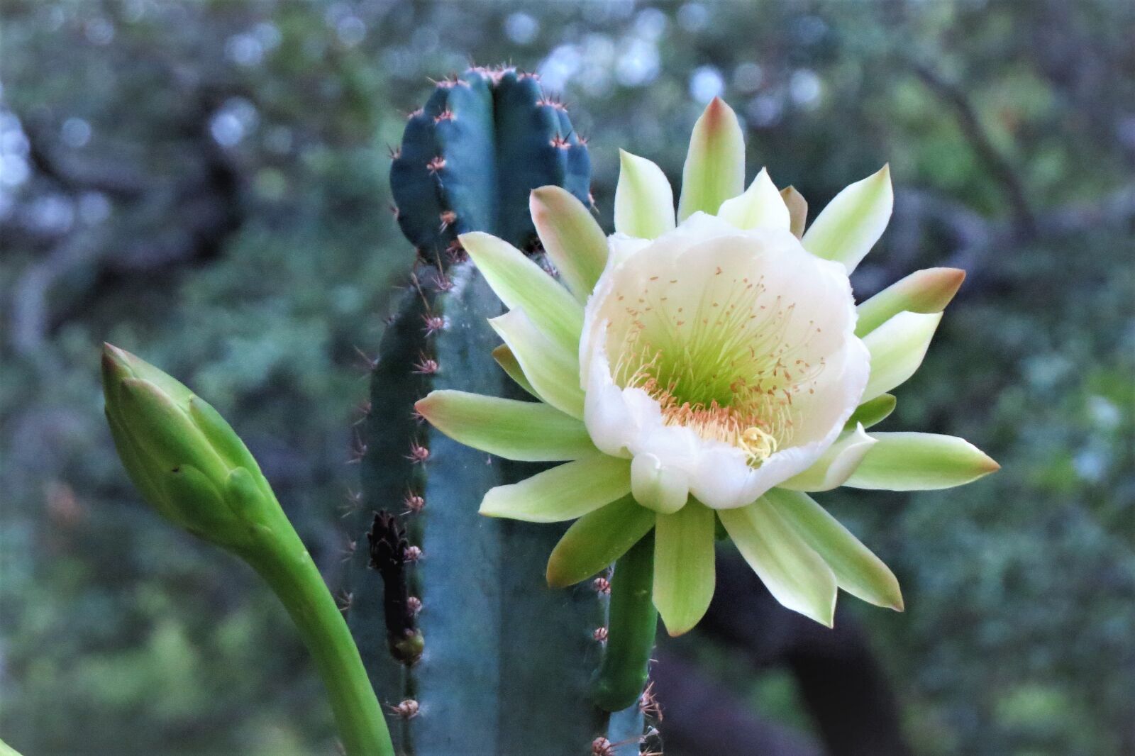 Canon PowerShot SX50 HS sample photo. Flower, cactus, white photography