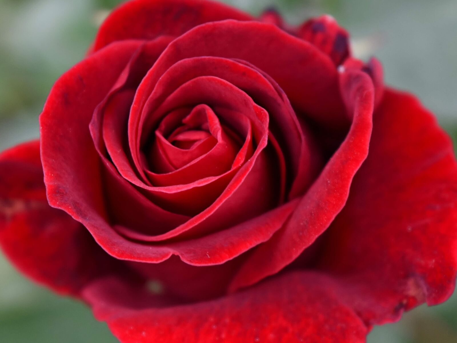 Nikon D5500 sample photo. Detail, petals, pistil, red photography