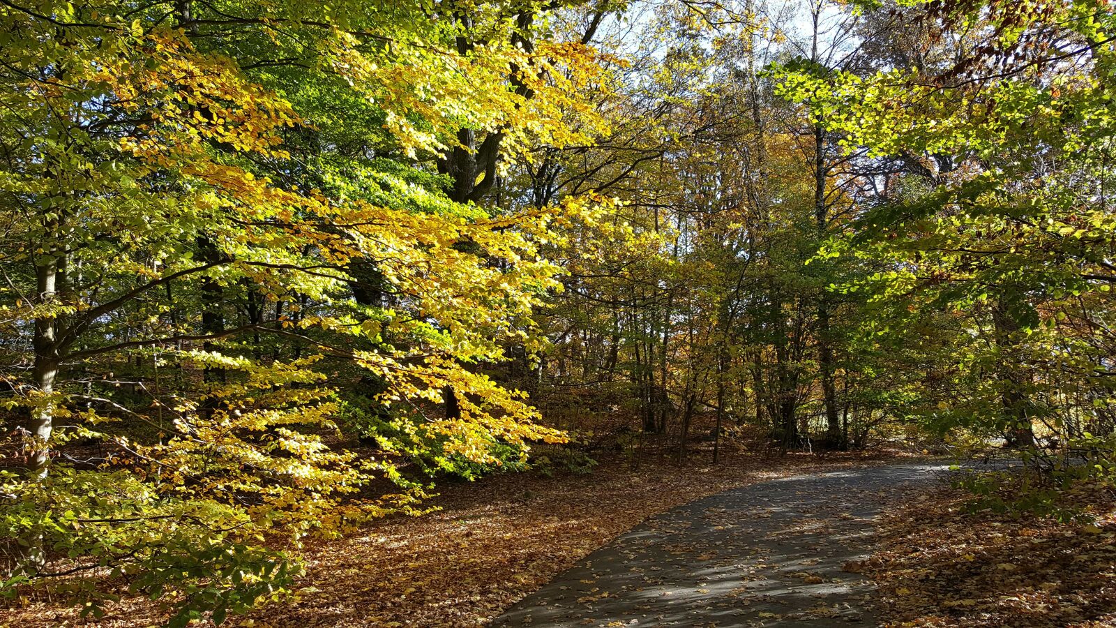 Samsung GALAXY S6 edge sample photo. Autumn season, countryside, forest photography