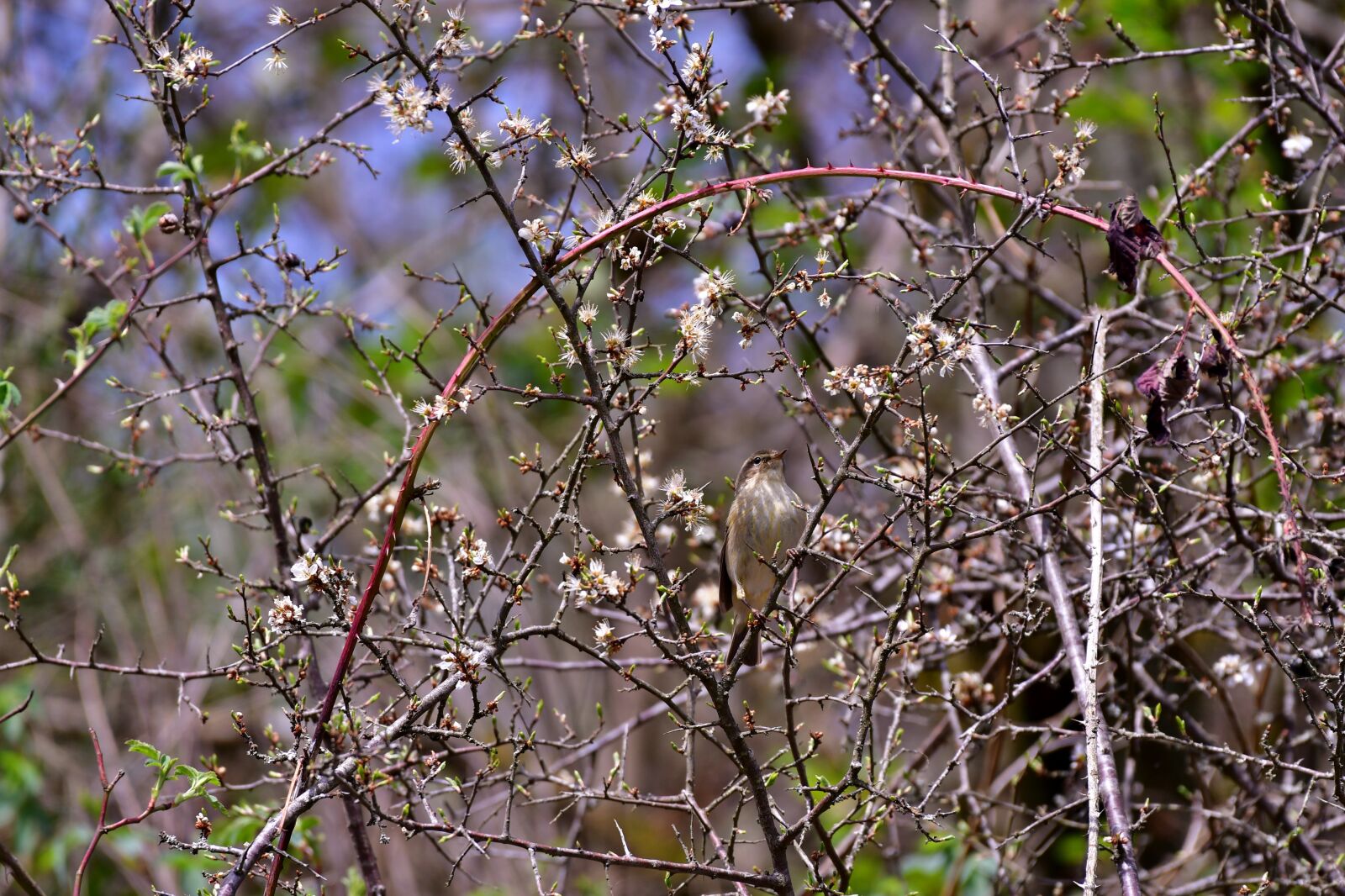 Nikon D500 sample photo. Chiffchaff, bird, scrub photography