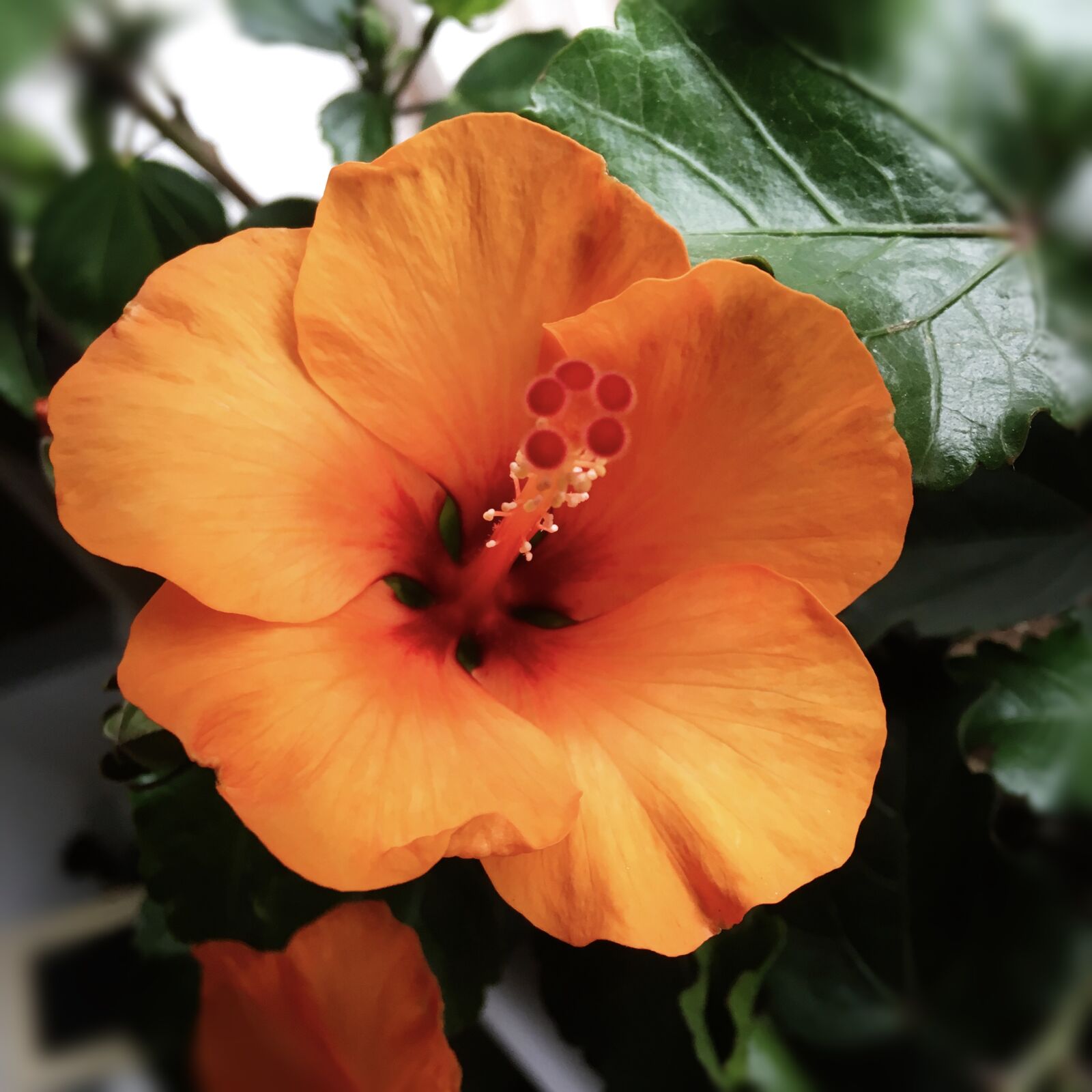 Apple iPhone 6s sample photo. Flower, amaryllis, spring photography