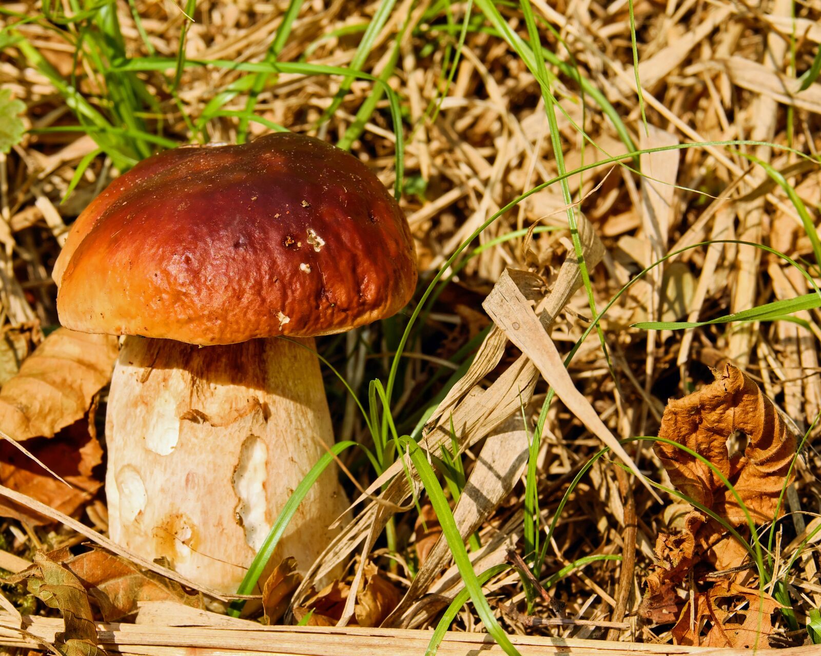 Fujifilm XF 55-200mm F3.5-4.8 R LM OIS sample photo. Cep, mushroom, dark brown photography