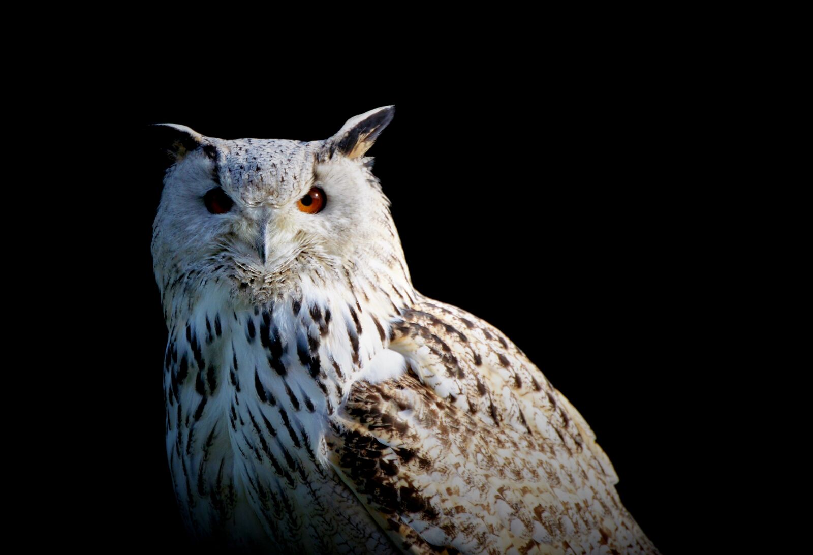 Nikon D3200 sample photo. Snowy owl, owl, raptor photography