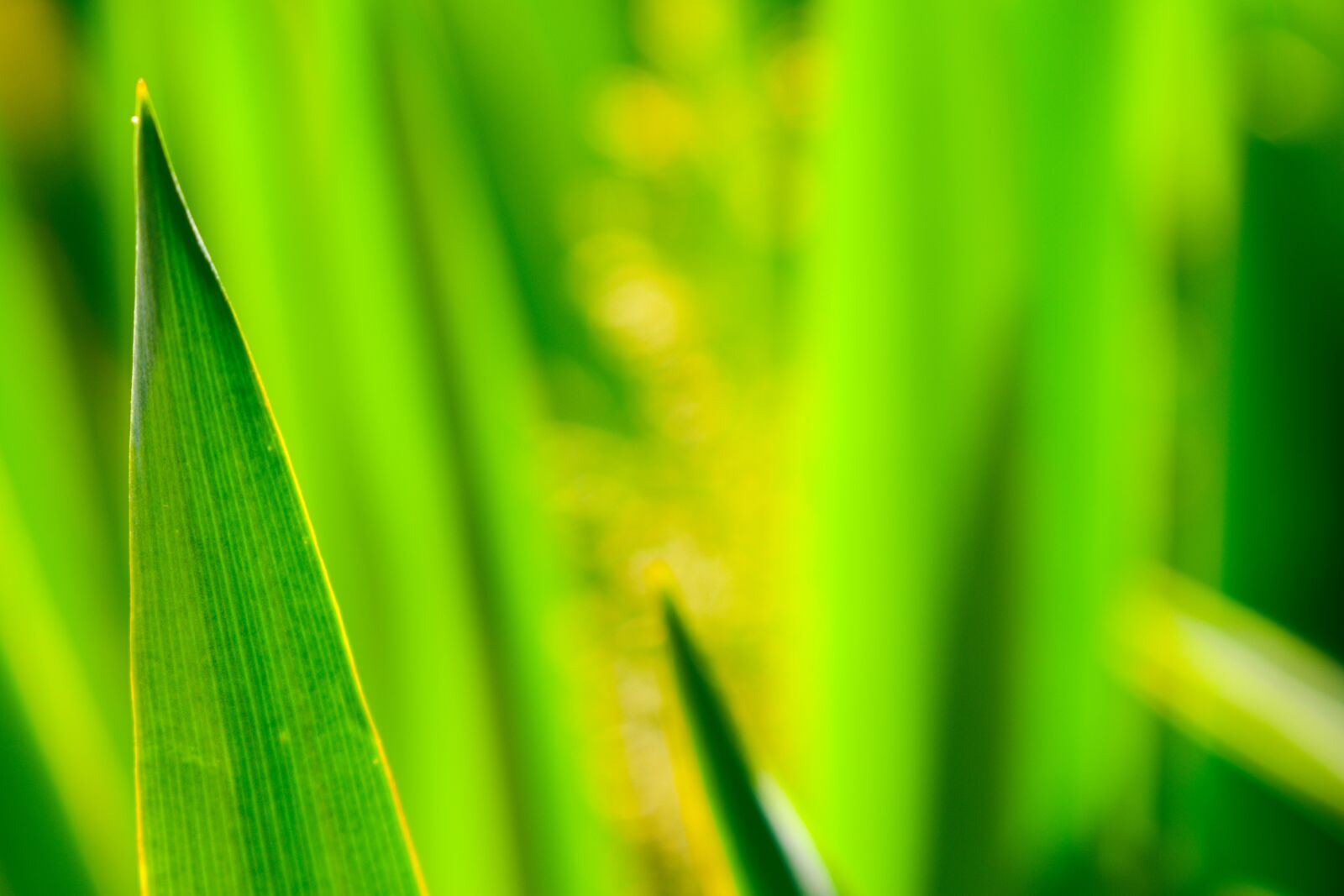 Nikon D5600 sample photo. Green, leaves, macro photography
