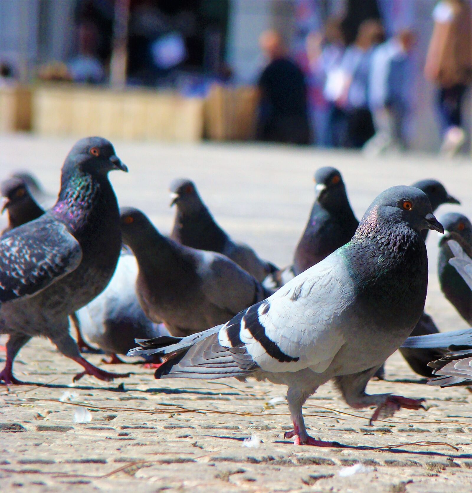 Sony DSC-H9 sample photo. Bird, nature, animal photography