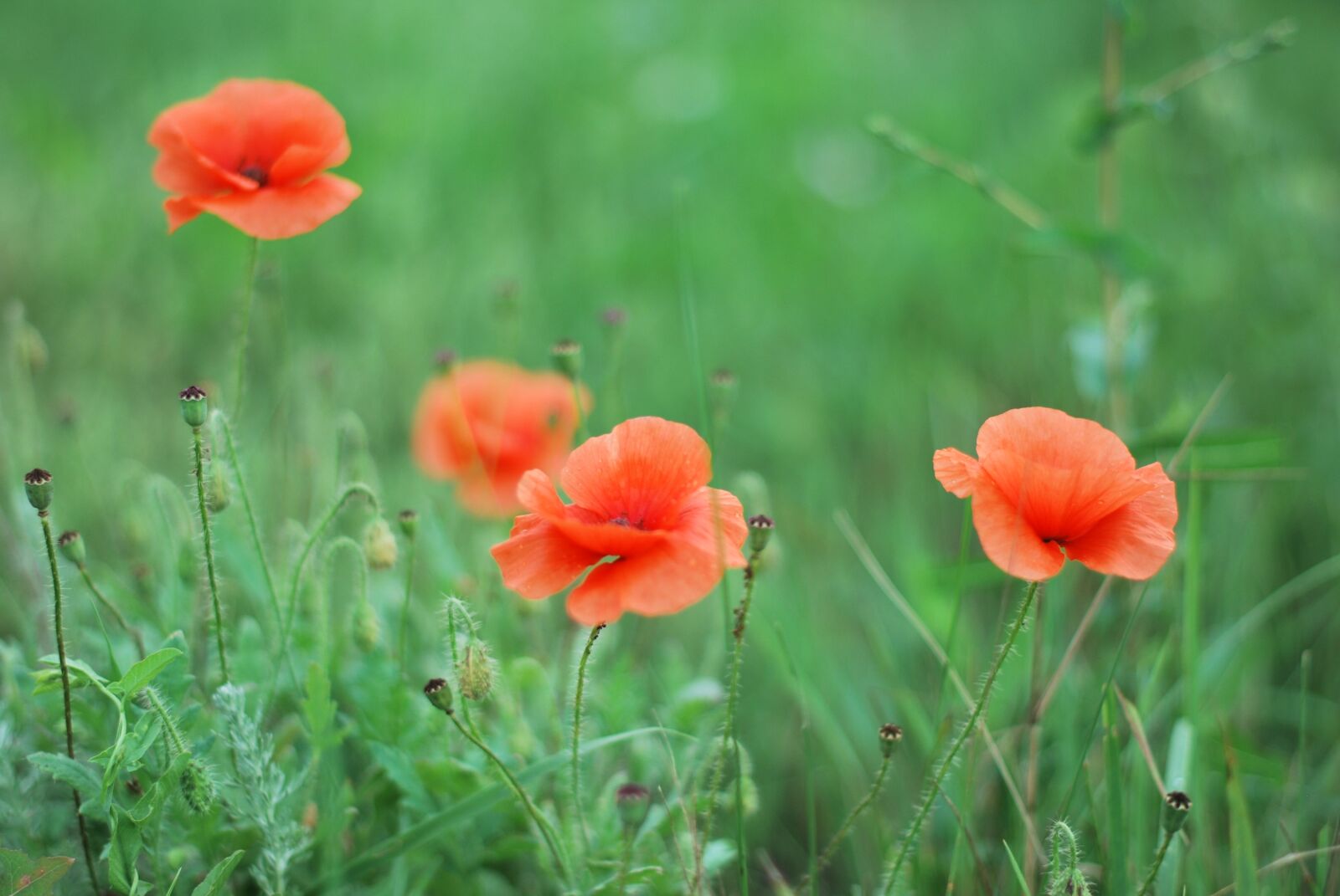Nikon D60 sample photo. Flower, nature, plant photography
