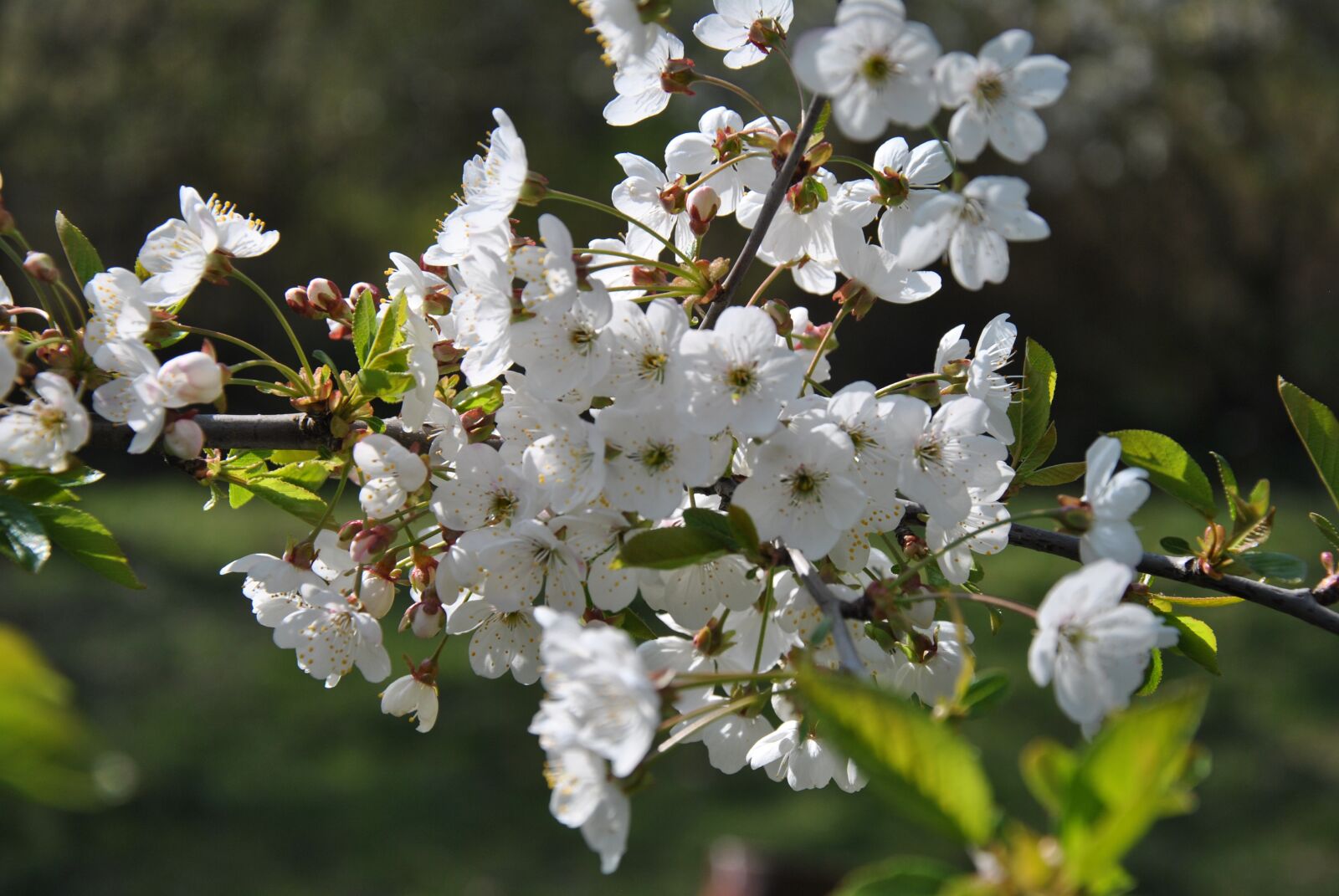 Nikon D3000 sample photo. Spring, cherry, blossom photography