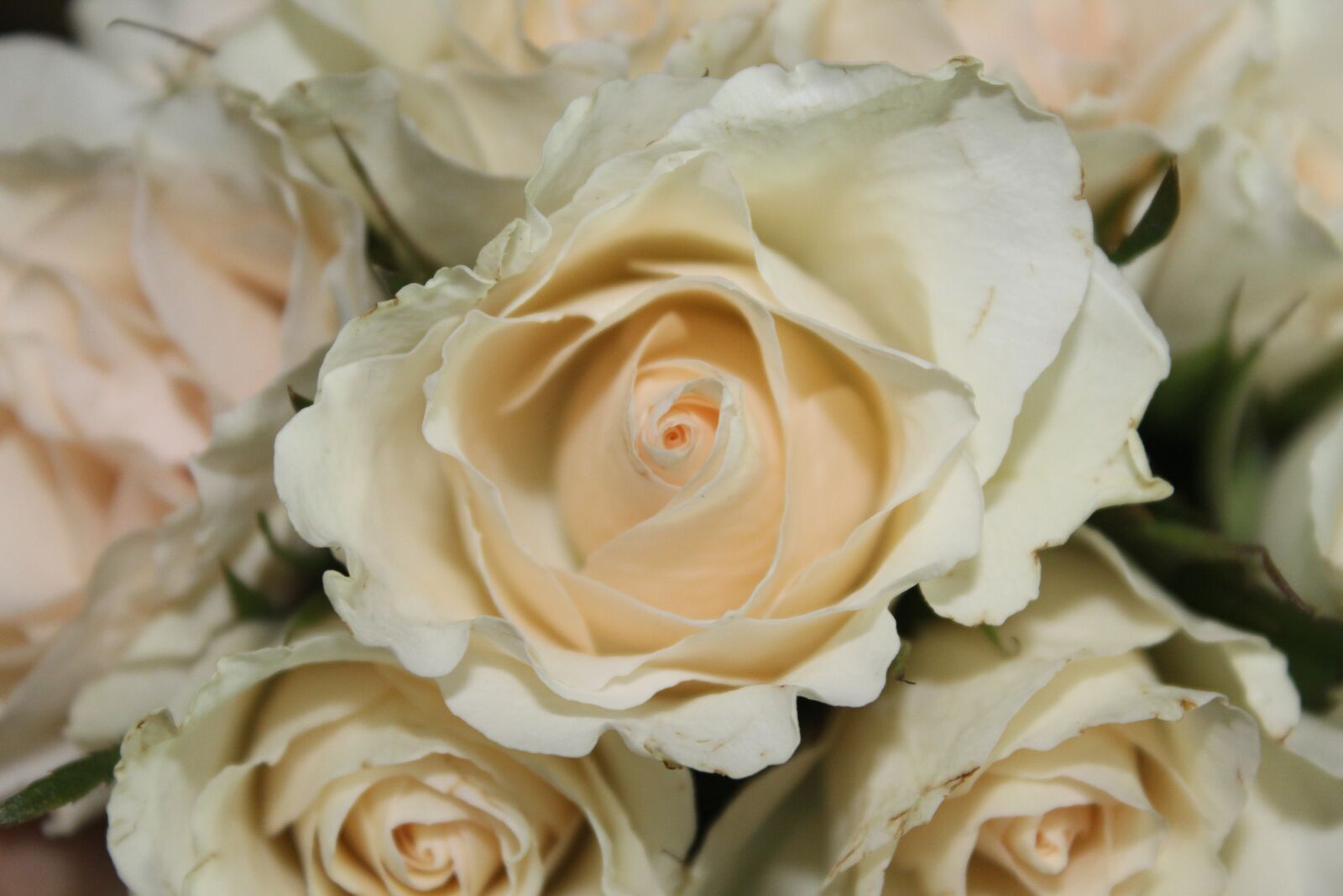 Canon EOS 1300D (EOS Rebel T6 / EOS Kiss X80) sample photo. Rose, white rose, blossom photography