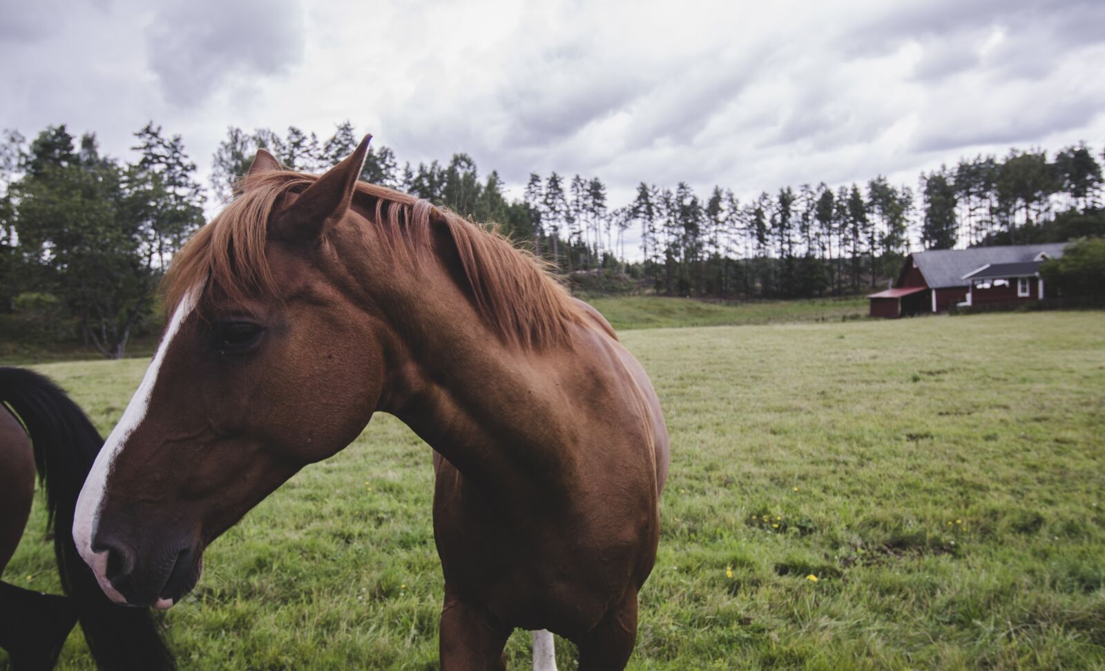Nikon D7000 sample photo. Horse, nature, summer photography