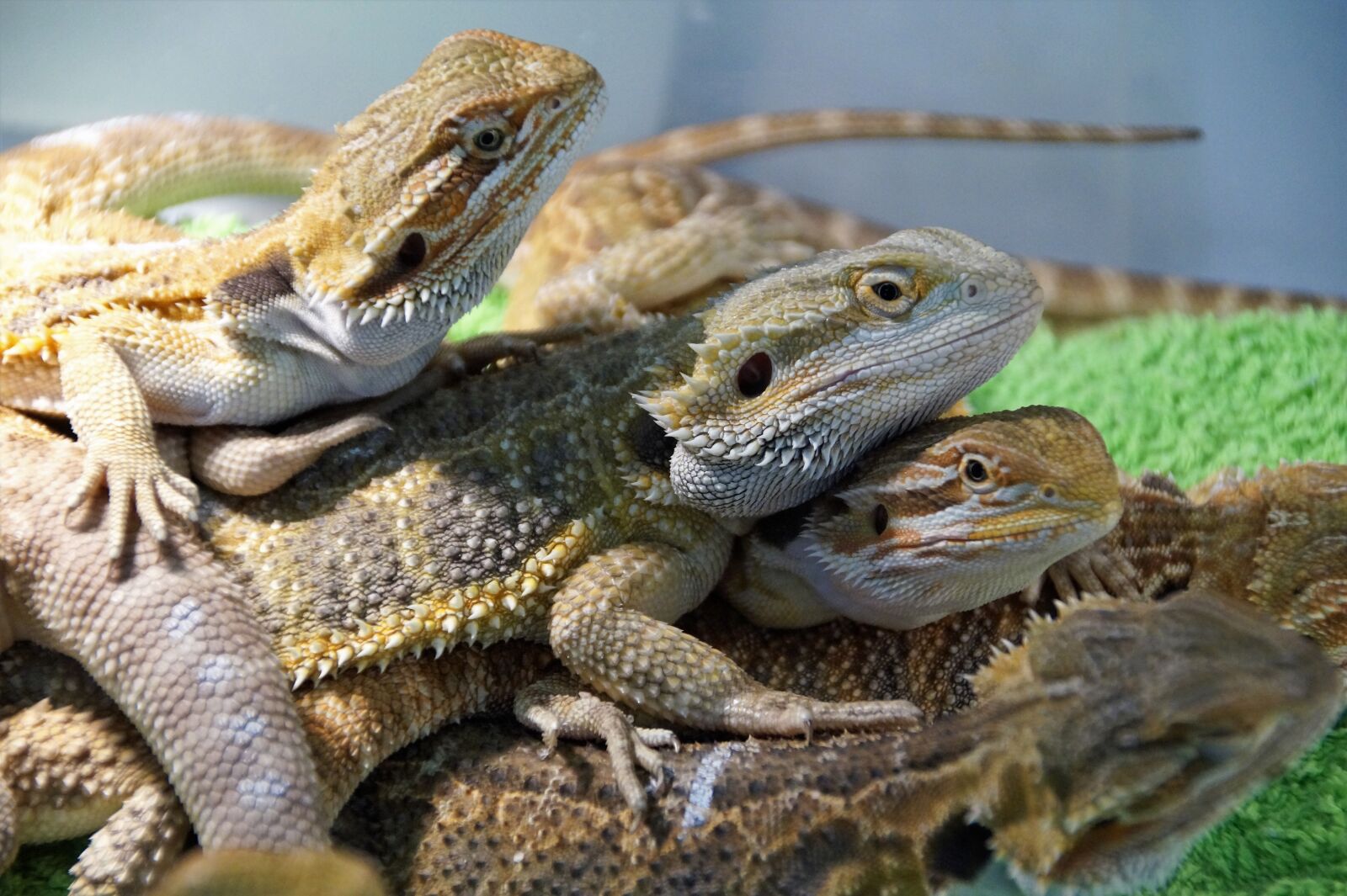 Sony SLT-A58 sample photo. Lizard, agama, vivarium photography