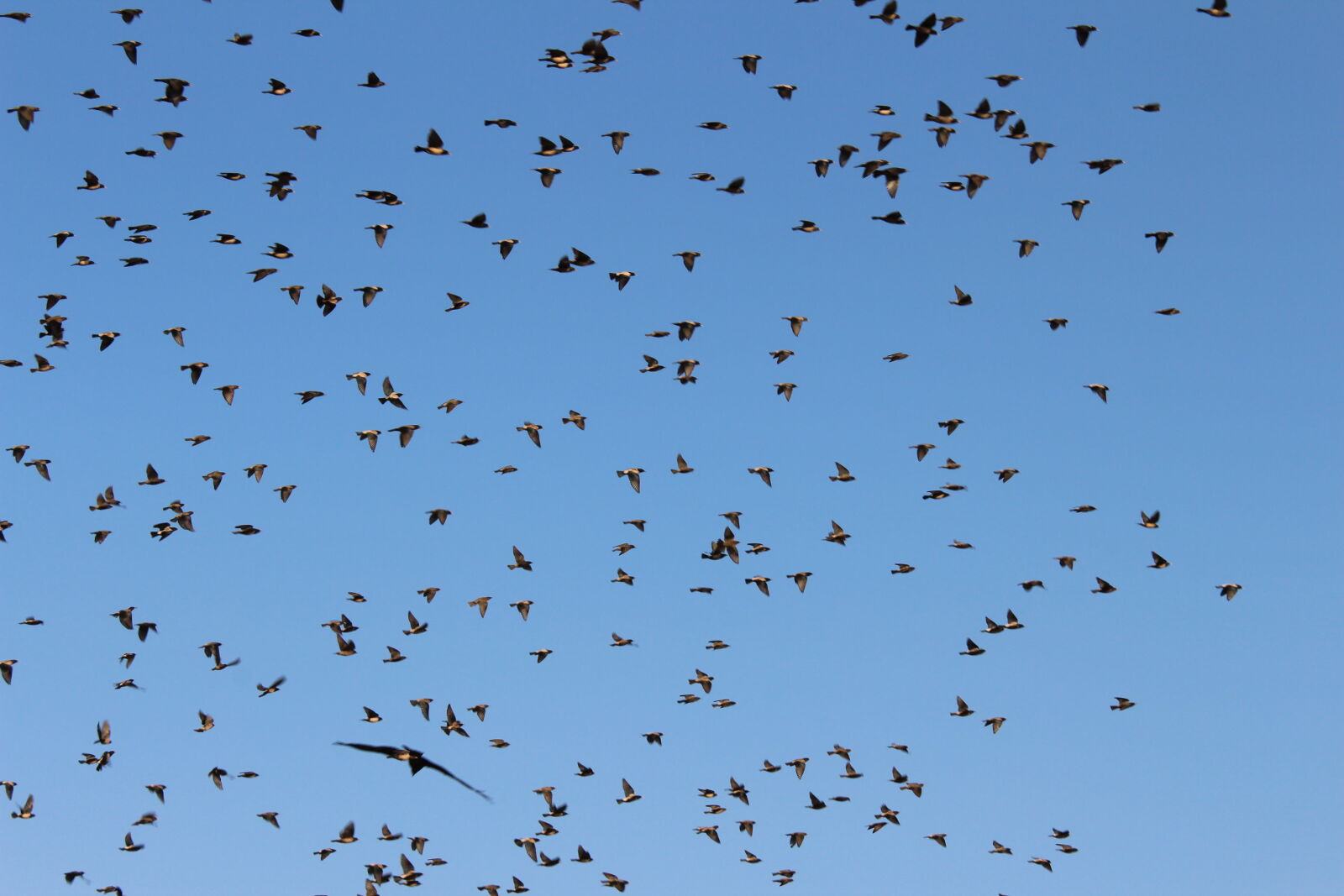 Canon EOS 1300D (EOS Rebel T6 / EOS Kiss X80) sample photo. Birds photography
