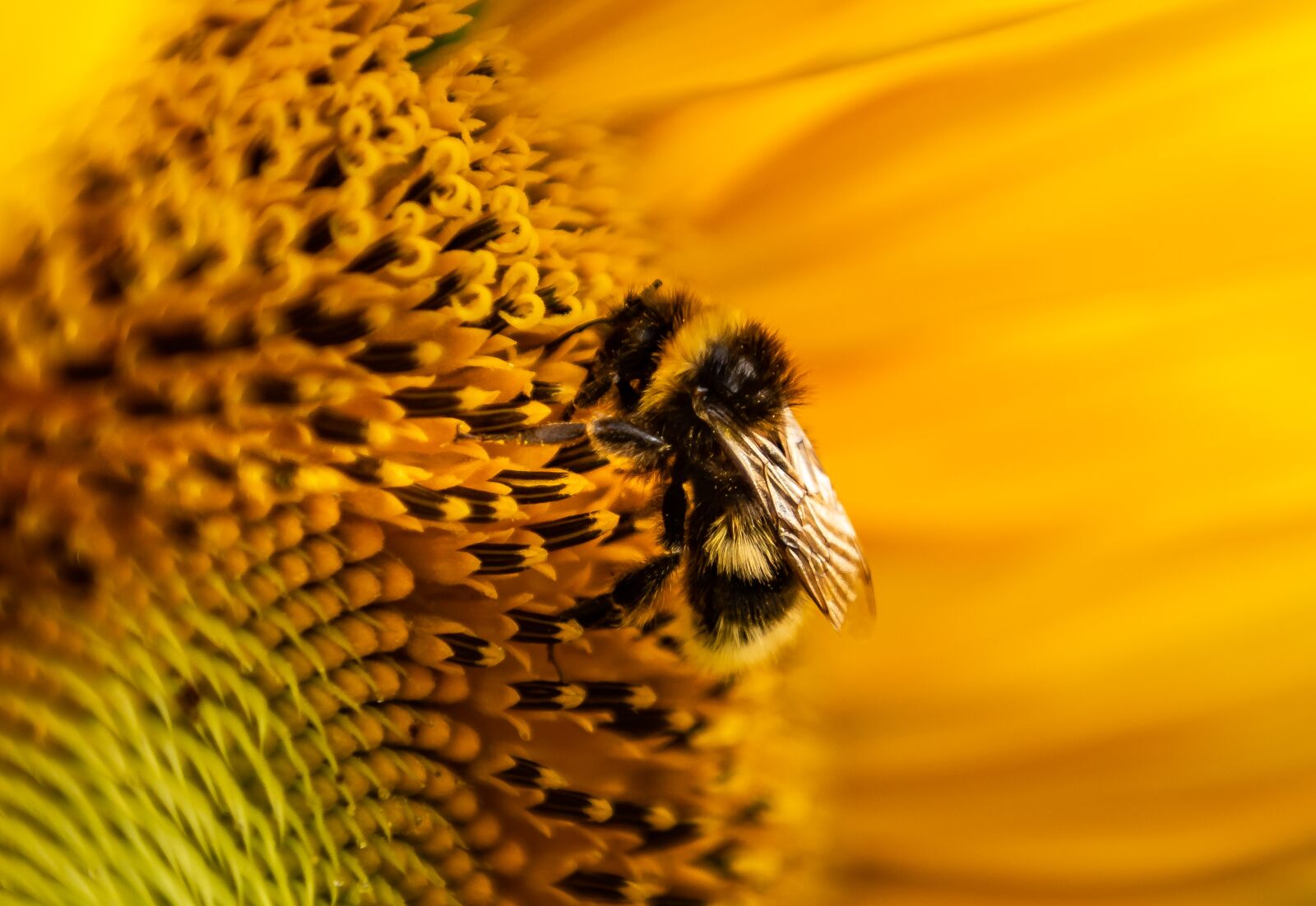 Nikon D750 sample photo. Sunflower, hummel, sprinkle photography