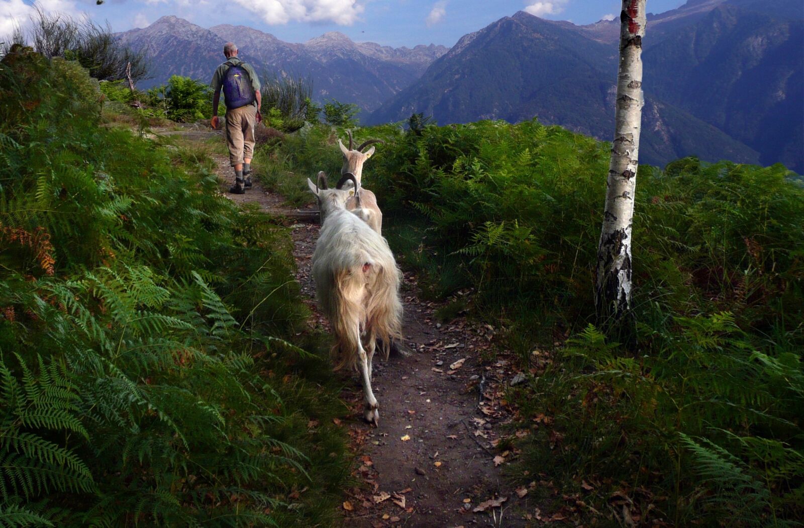 Panasonic DMC-TZ3 sample photo. Goats, mountain path, way photography
