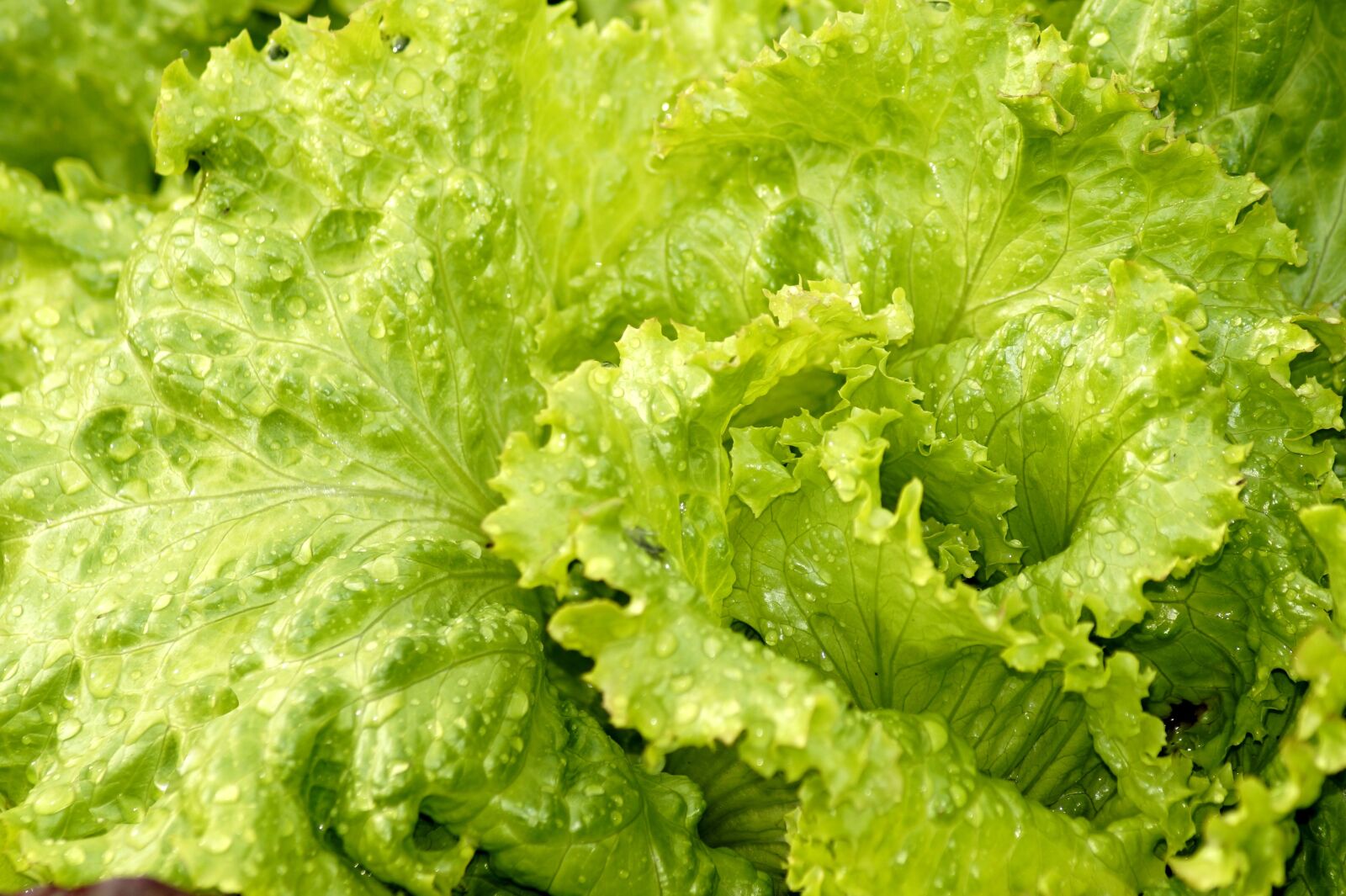 Sony SLT-A58 sample photo. Salad, lettuce, green salad photography
