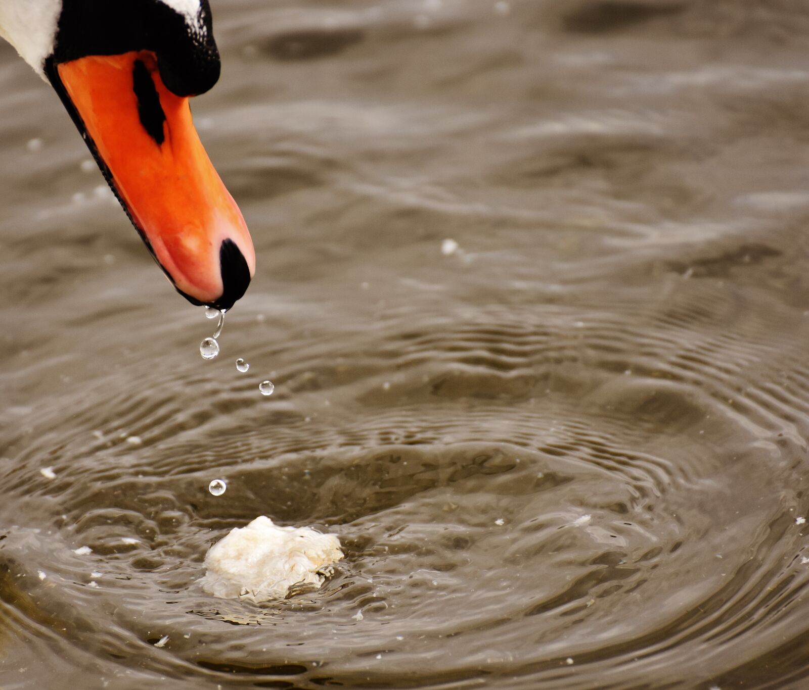 Nikon D7200 sample photo. Swan, water bird, eat photography