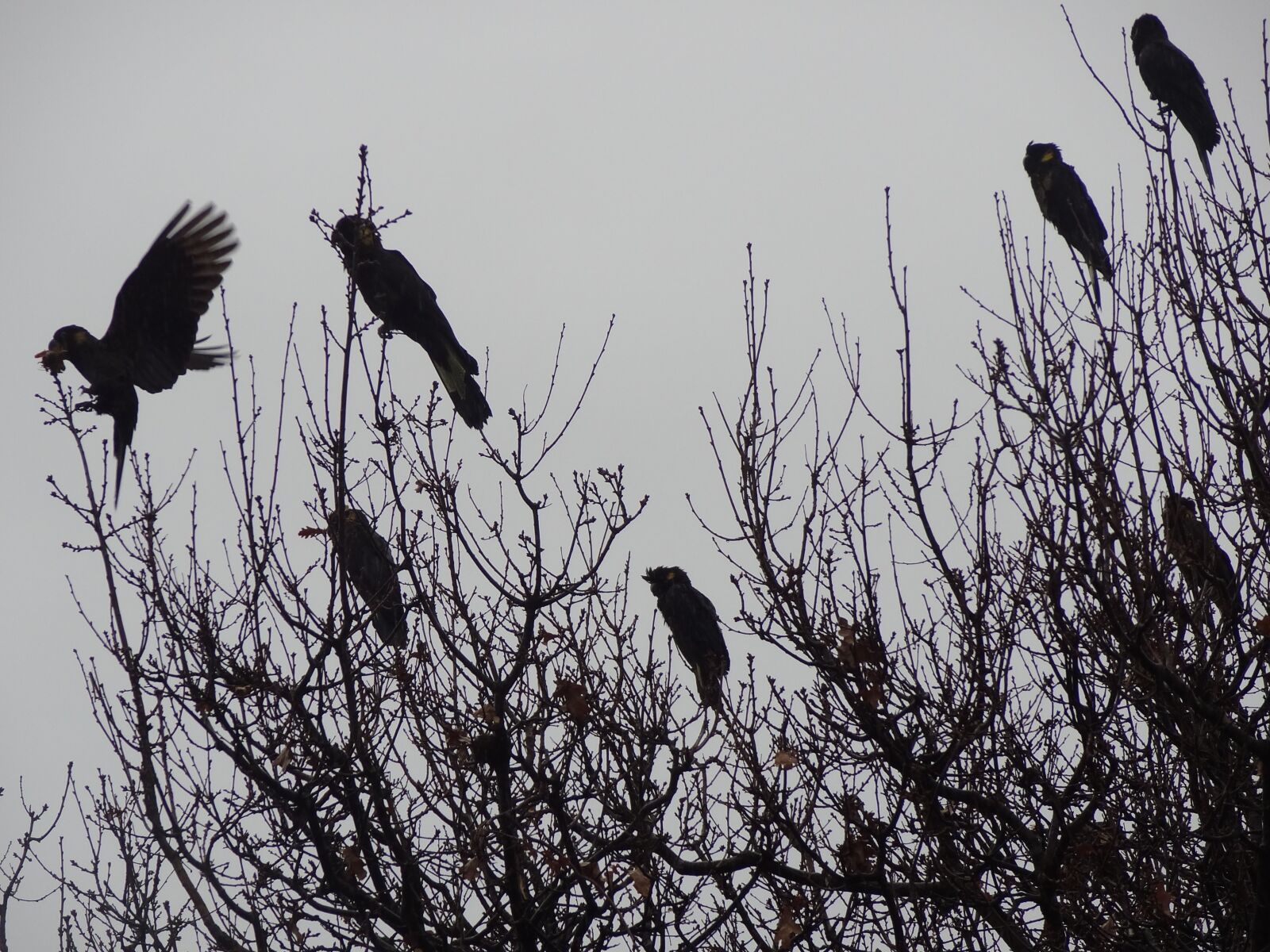 Sony Cyber-shot DSC-HX9V sample photo. Black cockatoo, flock, birds photography