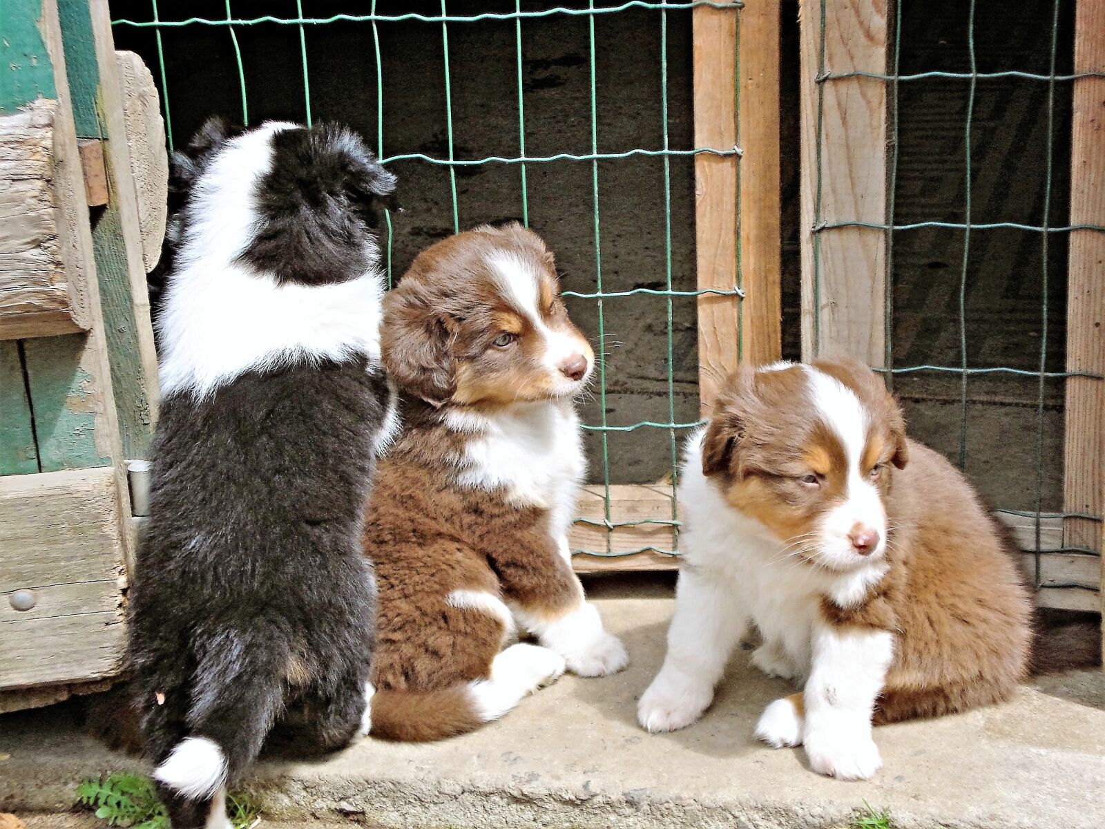 Sony DSC-W55 sample photo. Dogs, australia shepards, three photography