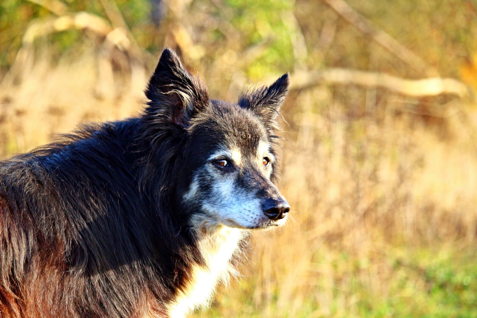Canon EOS 100D (EOS Rebel SL1 / EOS Kiss X7) sample photo. Dog, herding dog, border photography