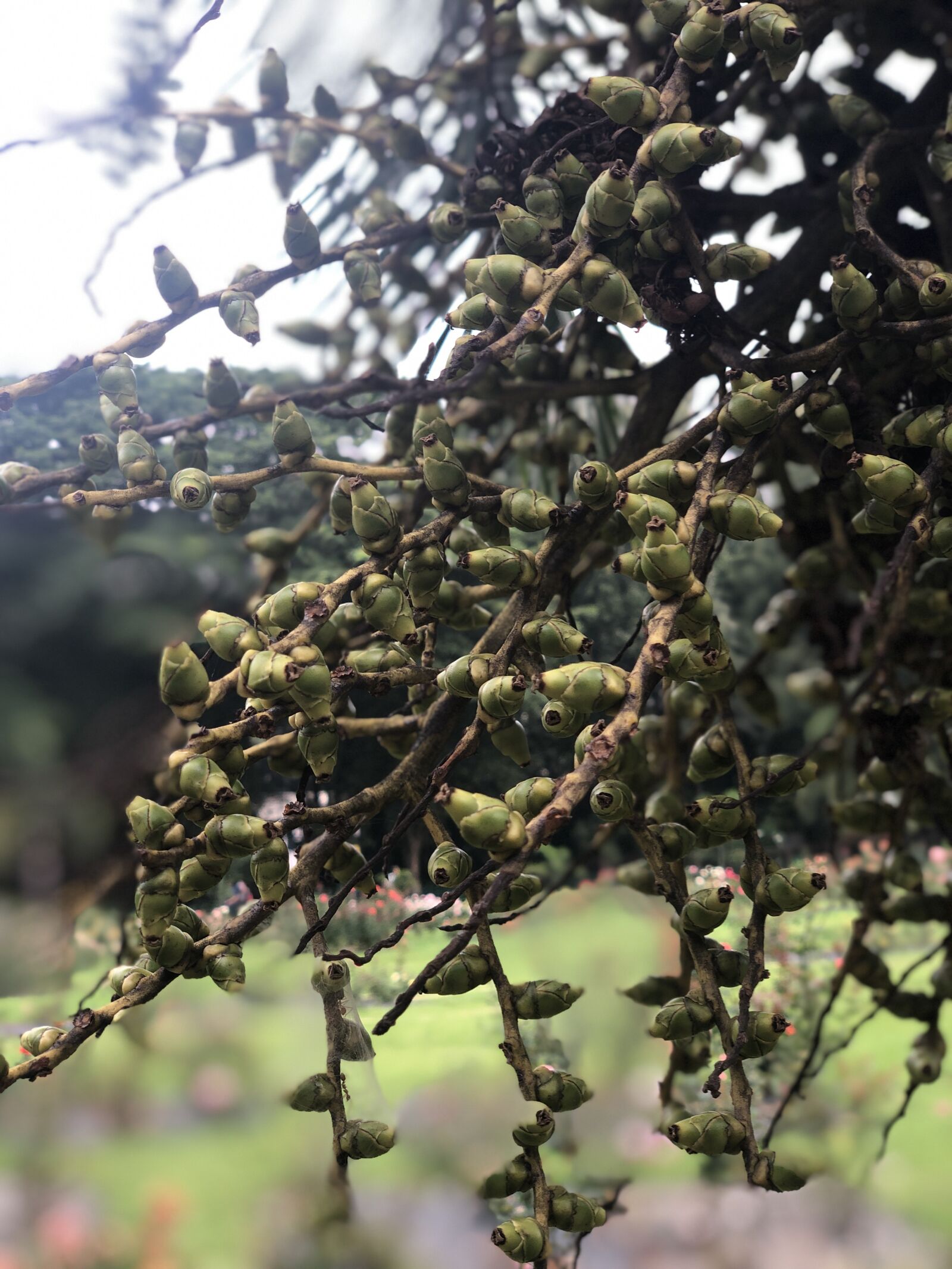 Apple iPhone X + iPhone X back dual camera 6mm f/2.4 sample photo. Tree, fruit, branch photography