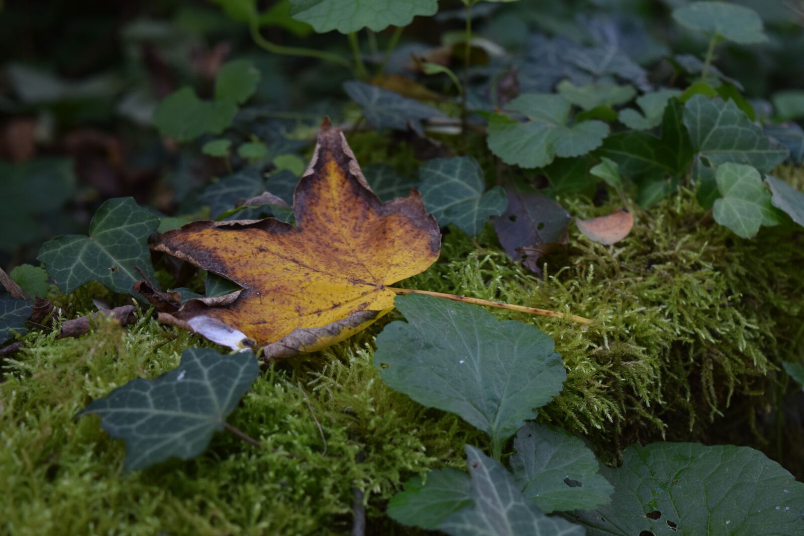 Nikon D3300 sample photo. Leaf, leaves, orange photography