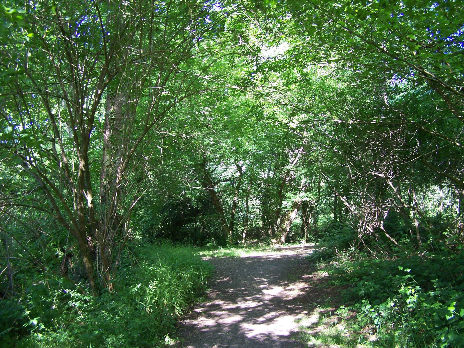 Kodak EASYSHARE Z710 ZOOM DIGITAL CAMERA sample photo. Fairway forest, wood, park photography