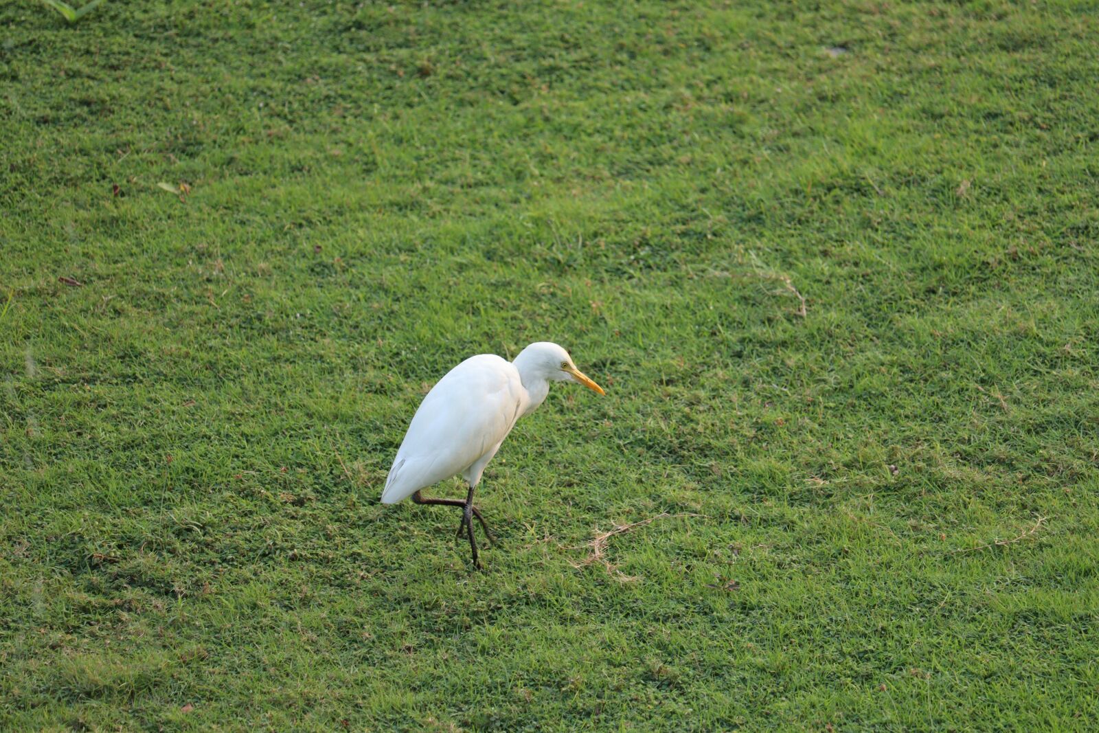 Canon EOS 250D (EOS Rebel SL3 / EOS Kiss X10 / EOS 200D II) sample photo. Stork, kerala, nature photography